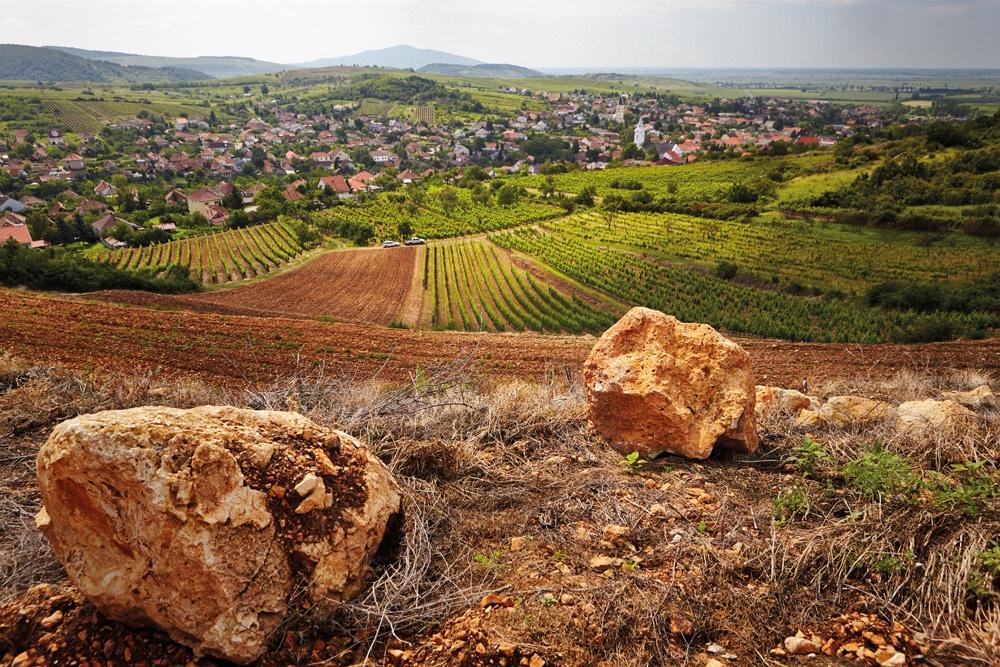 Caroline Gilby on celebrating all of Hungary at Furmint February