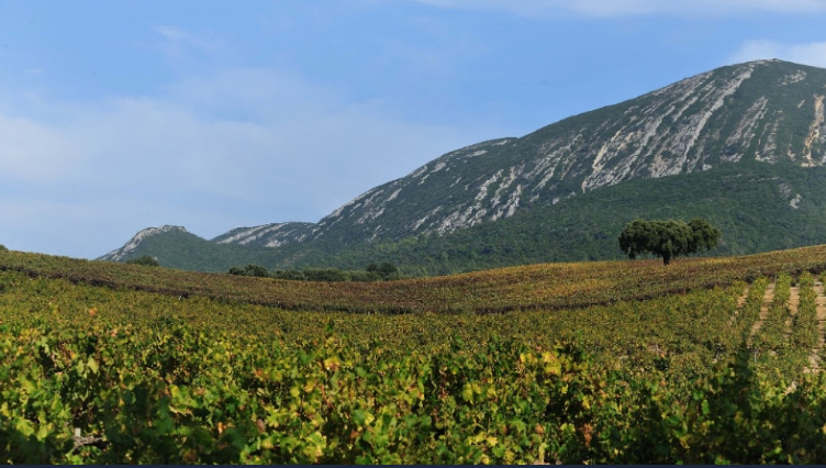 Moscatel de Setúbal at the Big Fortified Tasting 