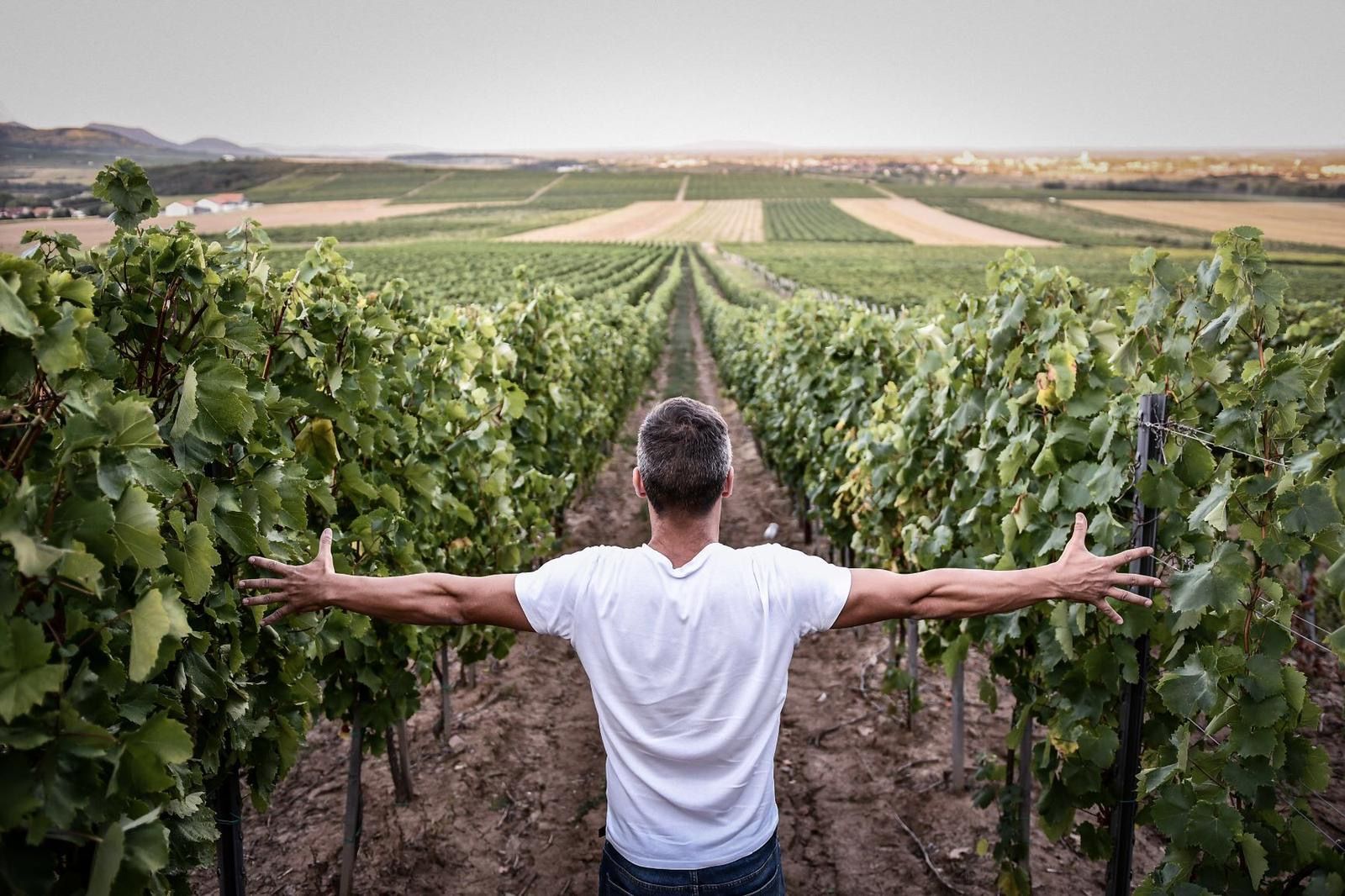 Getting under the skin of Hungary’s new-style dry Furmint