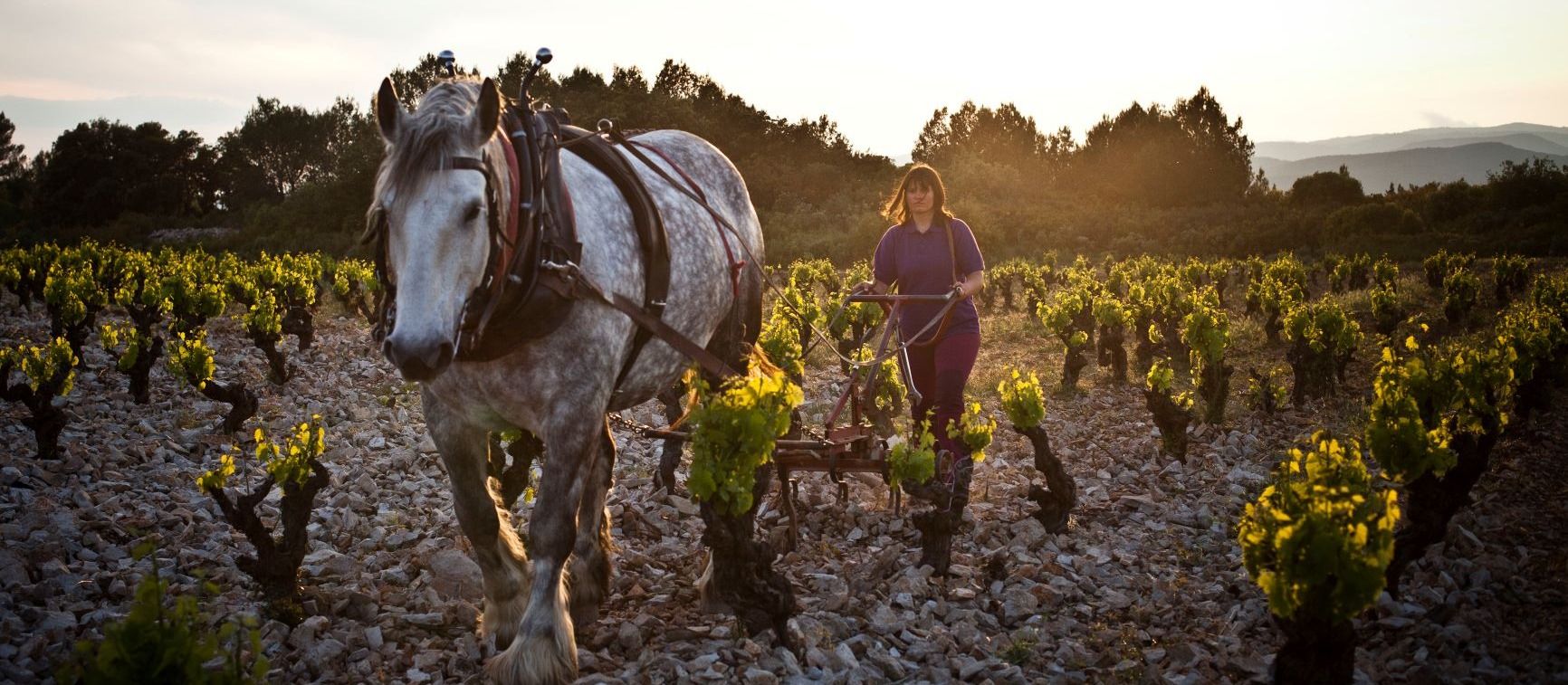 French Organics: Wine producers looking for UK distribution