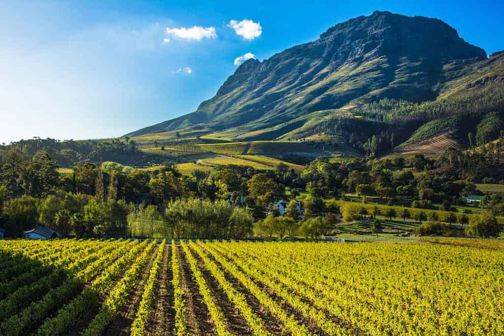 Celebrating best of Stellenbosch Pinotage & where it can go next