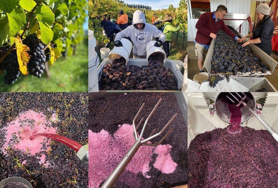 Geoffrey Dean: discovering the full diversity of Victoria Pinot Noir