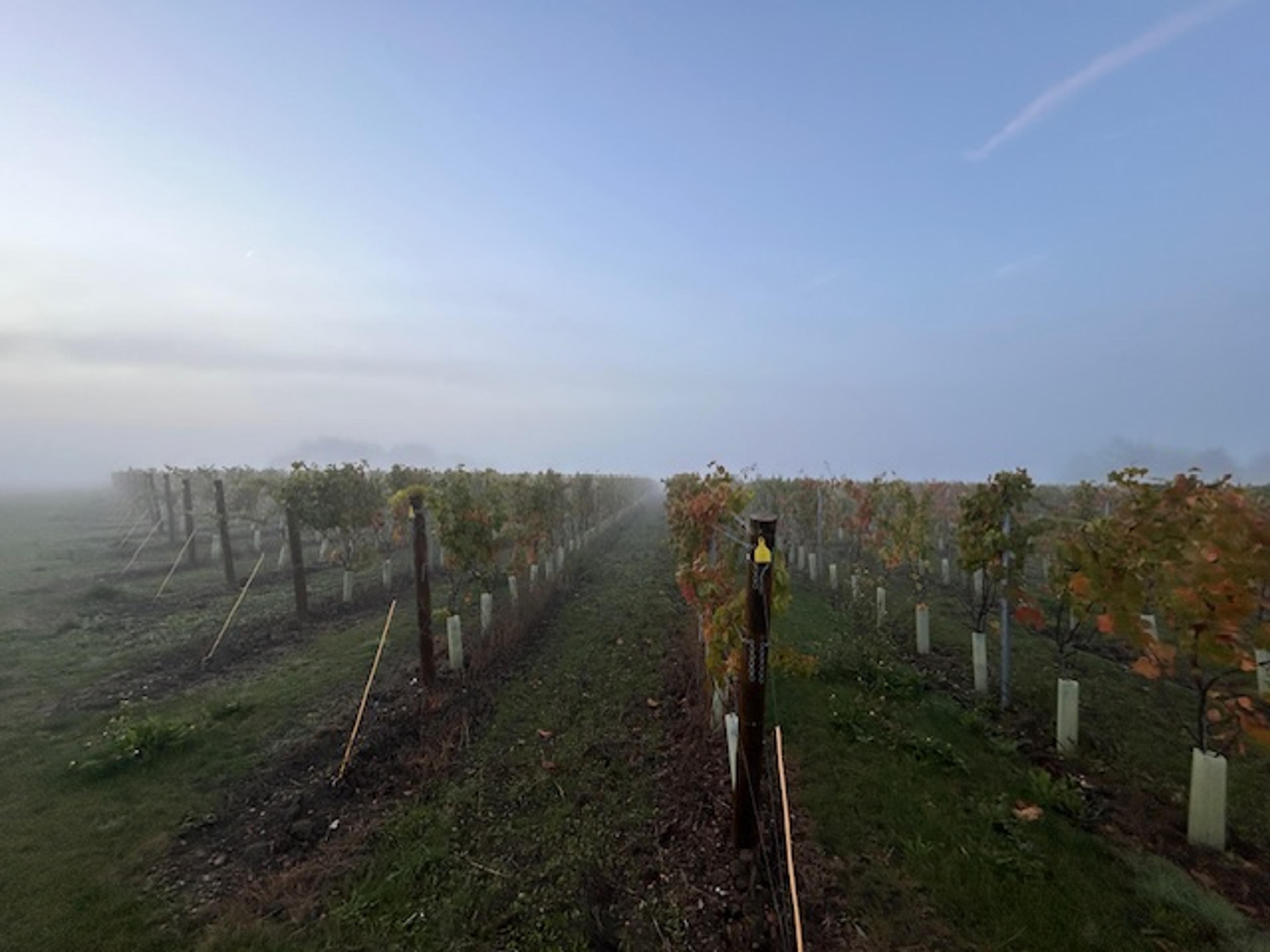 English wine 2024: an end-of-harvest report from Gutter&Stars