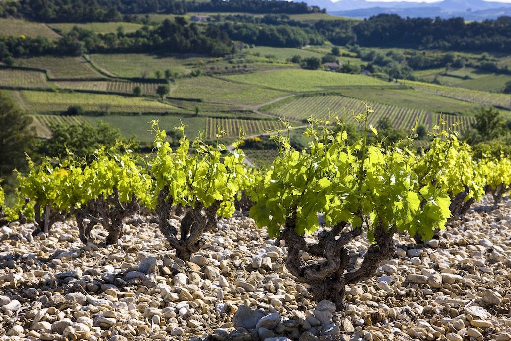 Southern Rhône Valley discoveries in the 2014 and 2015 vintages