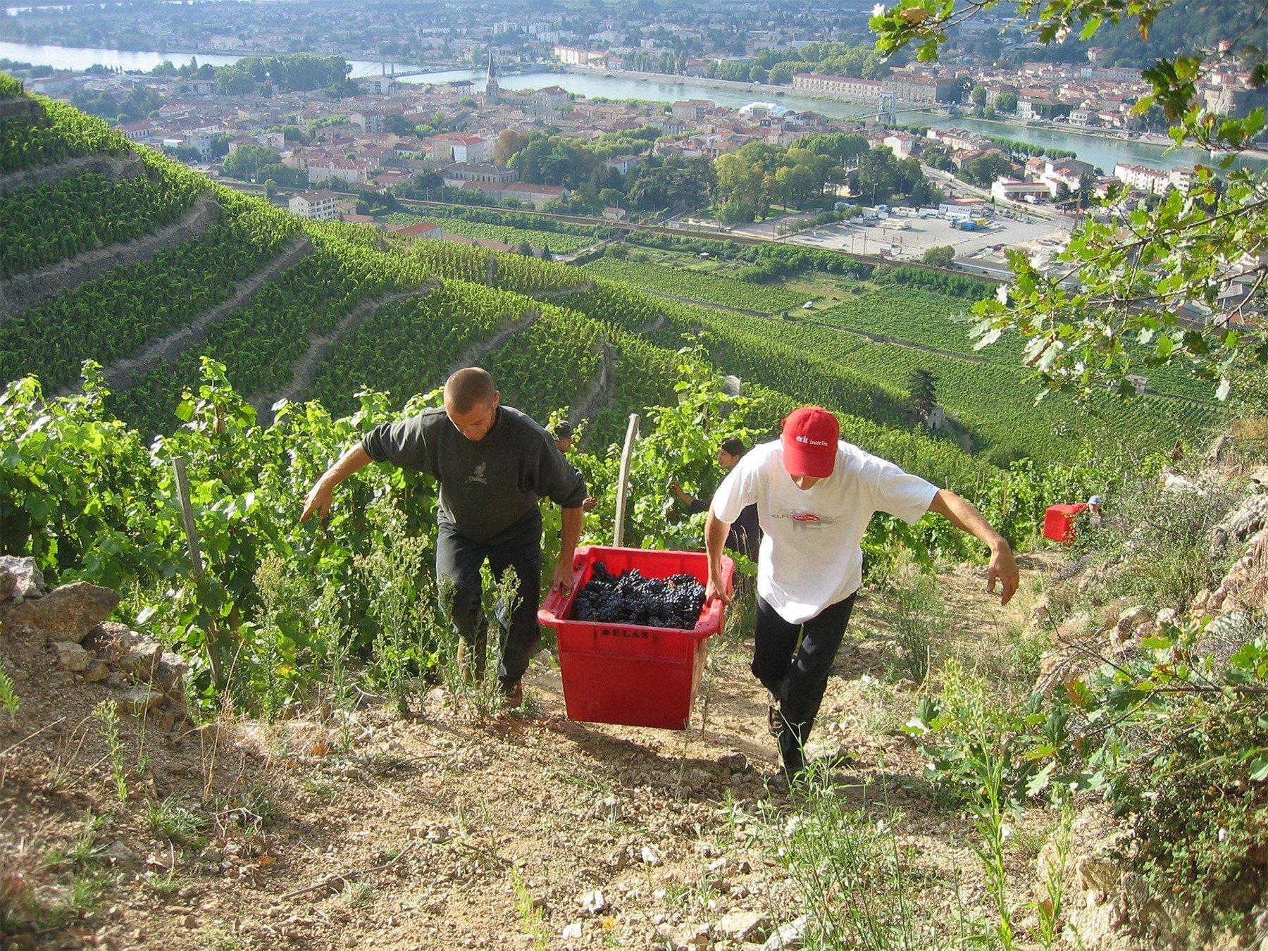 Iconic Delas Frères unveils a new cuvée from Hermitage