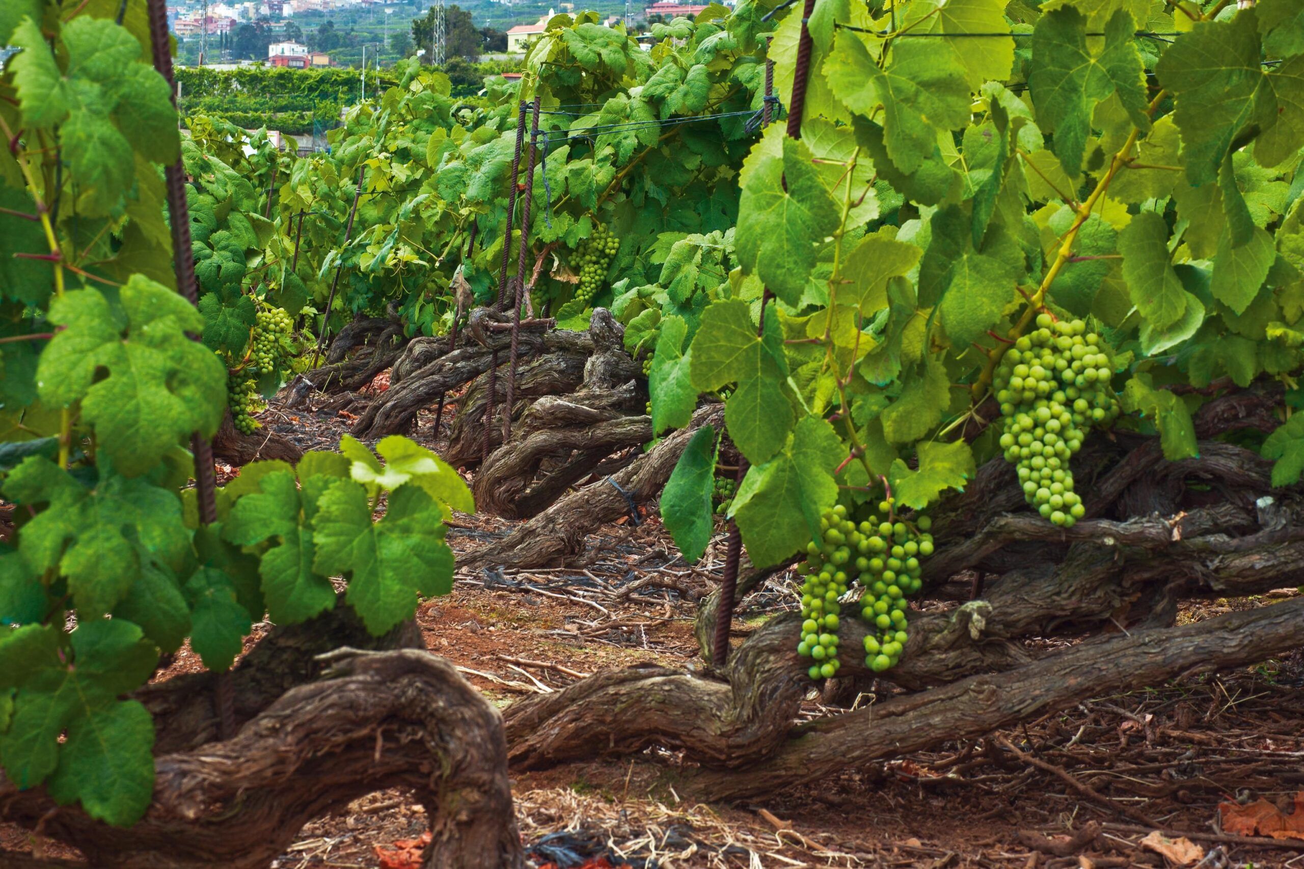 ‘Green Spain’ discoveries from Txakoli, Galicia and Bierzo