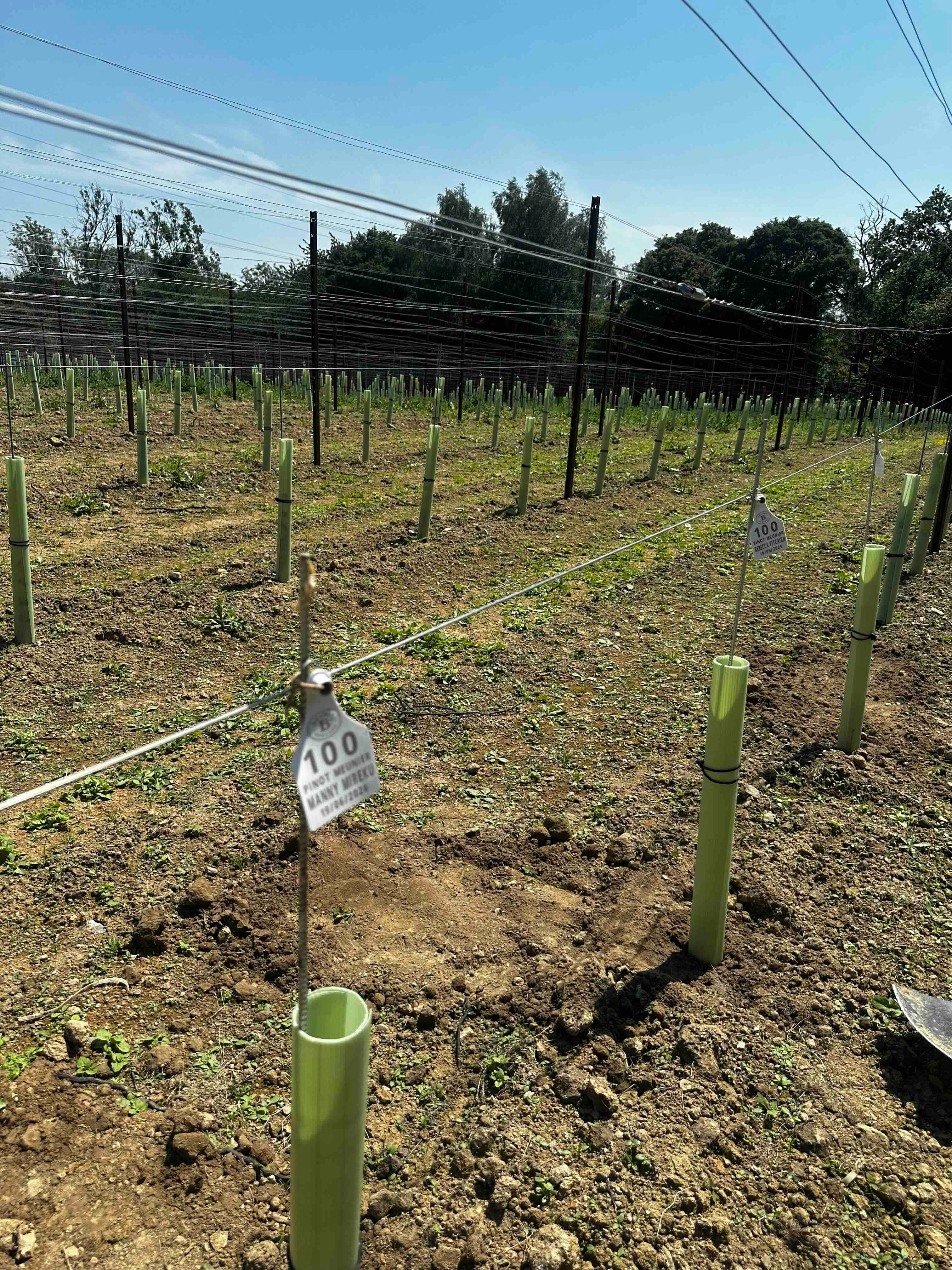 How Bolney has dug up its past to plant for the future of English wine