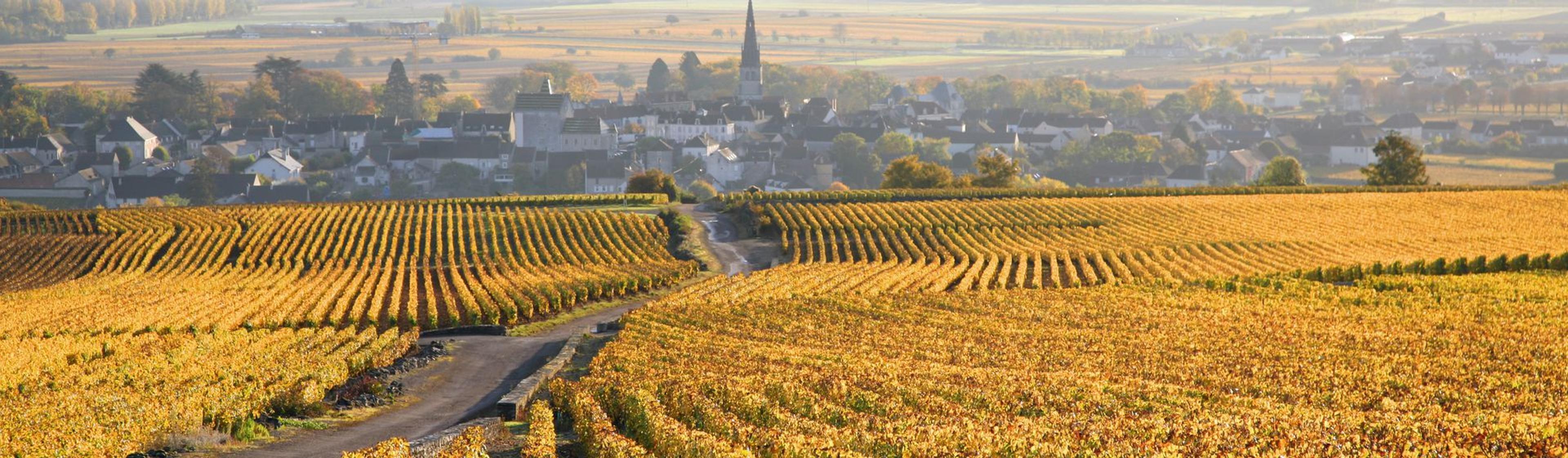 Burgundy Week: need to buy carefully says John E Fells & Sons