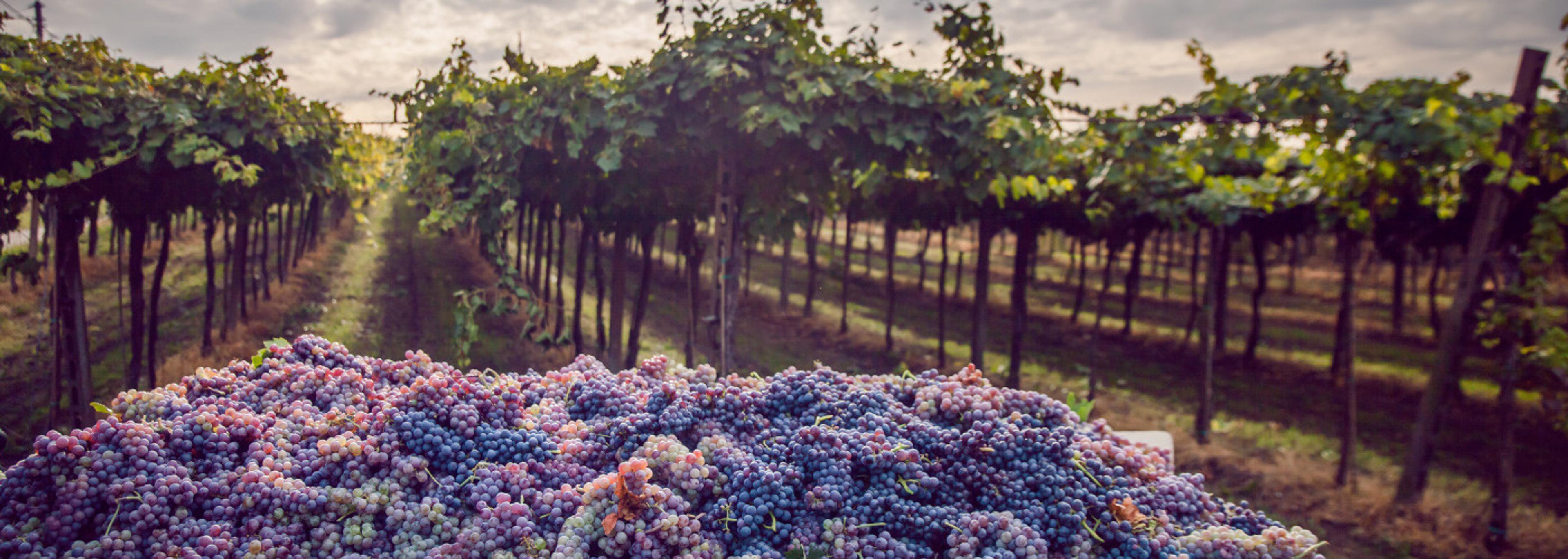 Alistair Morrell: why does wine need to be made from grapes?
