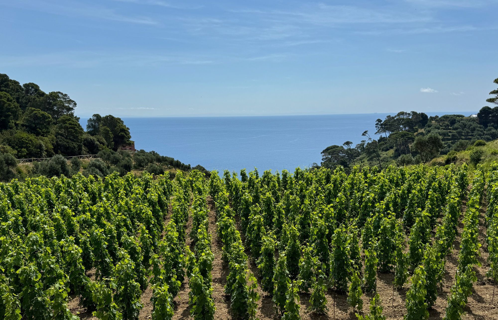 Visiting Frescobaldi’s wine project on Gorgona – Italy’s prison island