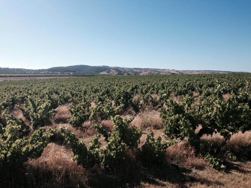 How Grenache is making its home in McClaren Vale