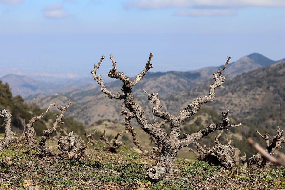 Justin Keay: How Cyprus's wine revolution has only just got started