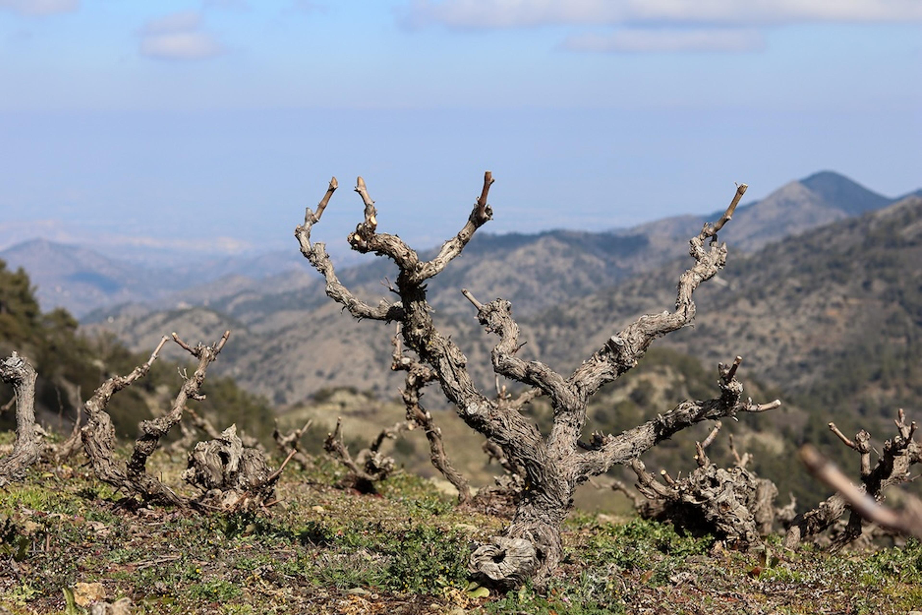 Justin Keay: How Cyprus's wine revolution has only just got started