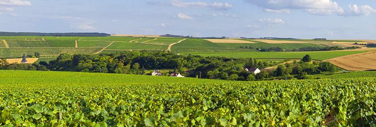 Bourgogne Hidden Gem: Yvon & Laurent Vocoret’s Petit Chablis
