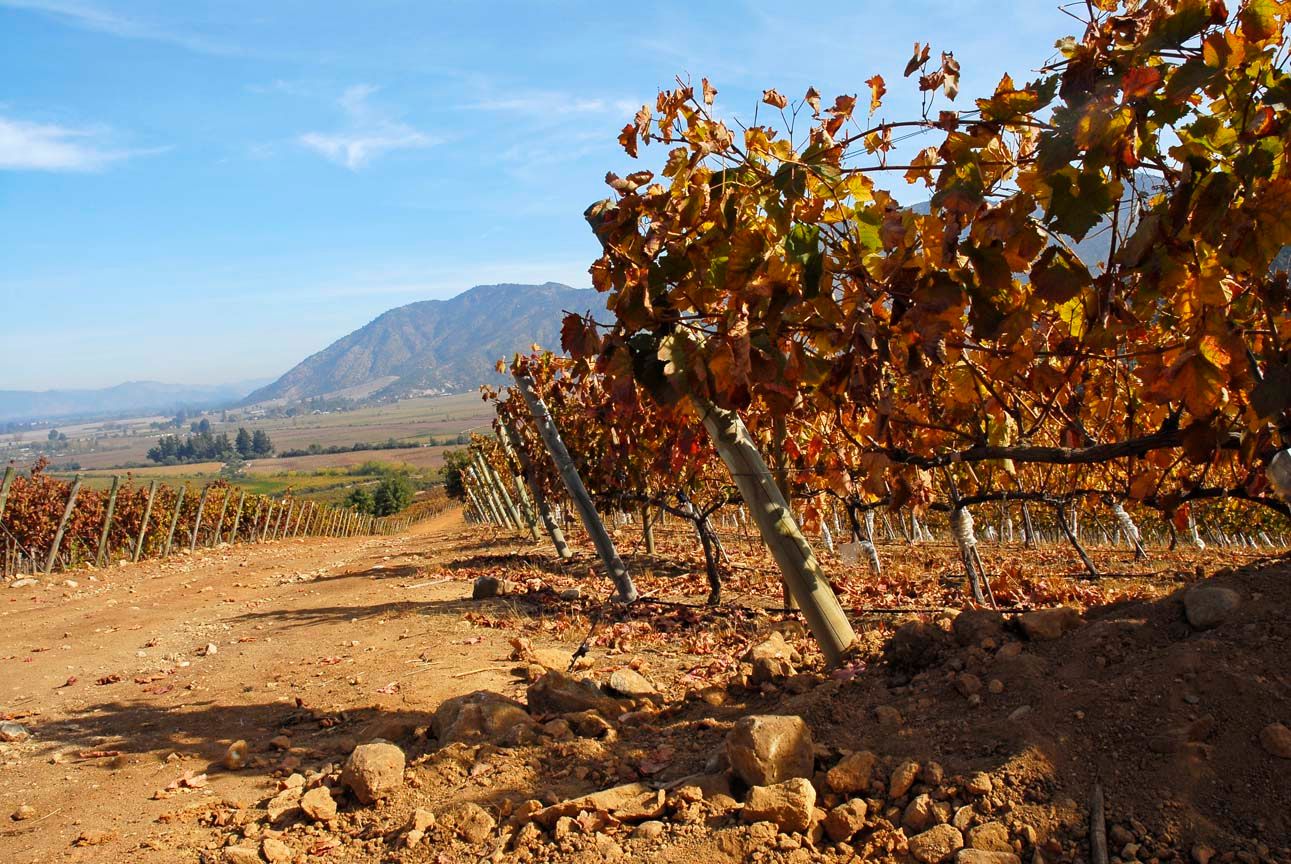 Viña Carmen on setting the bar for other Chilean producers to follow 