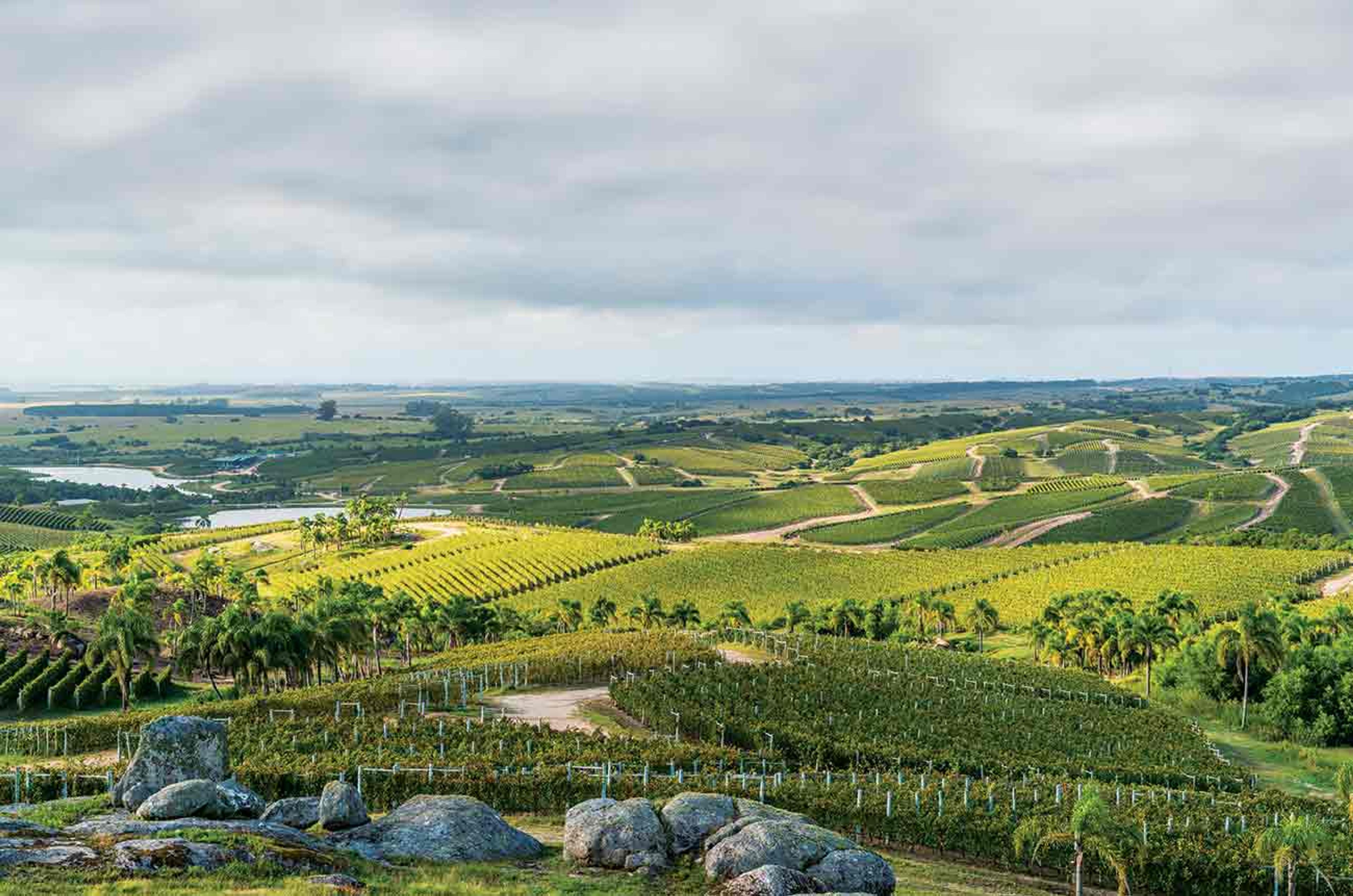 Amanda Barnes: Why Uruguayan Albariño should be on your list