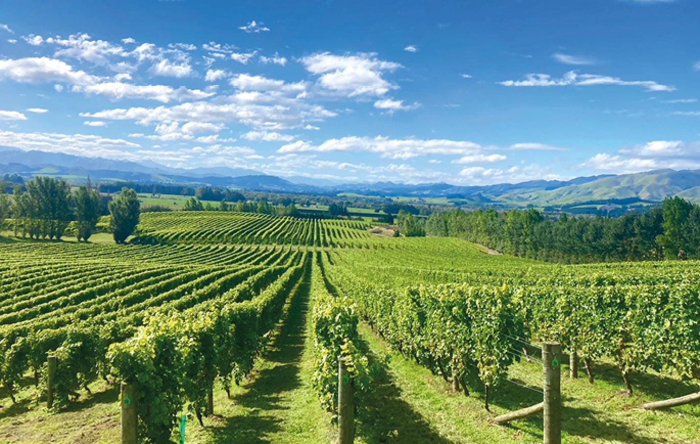 Ant Moore & Mt Beautiful on putting their UK hopes on Condor Wines 