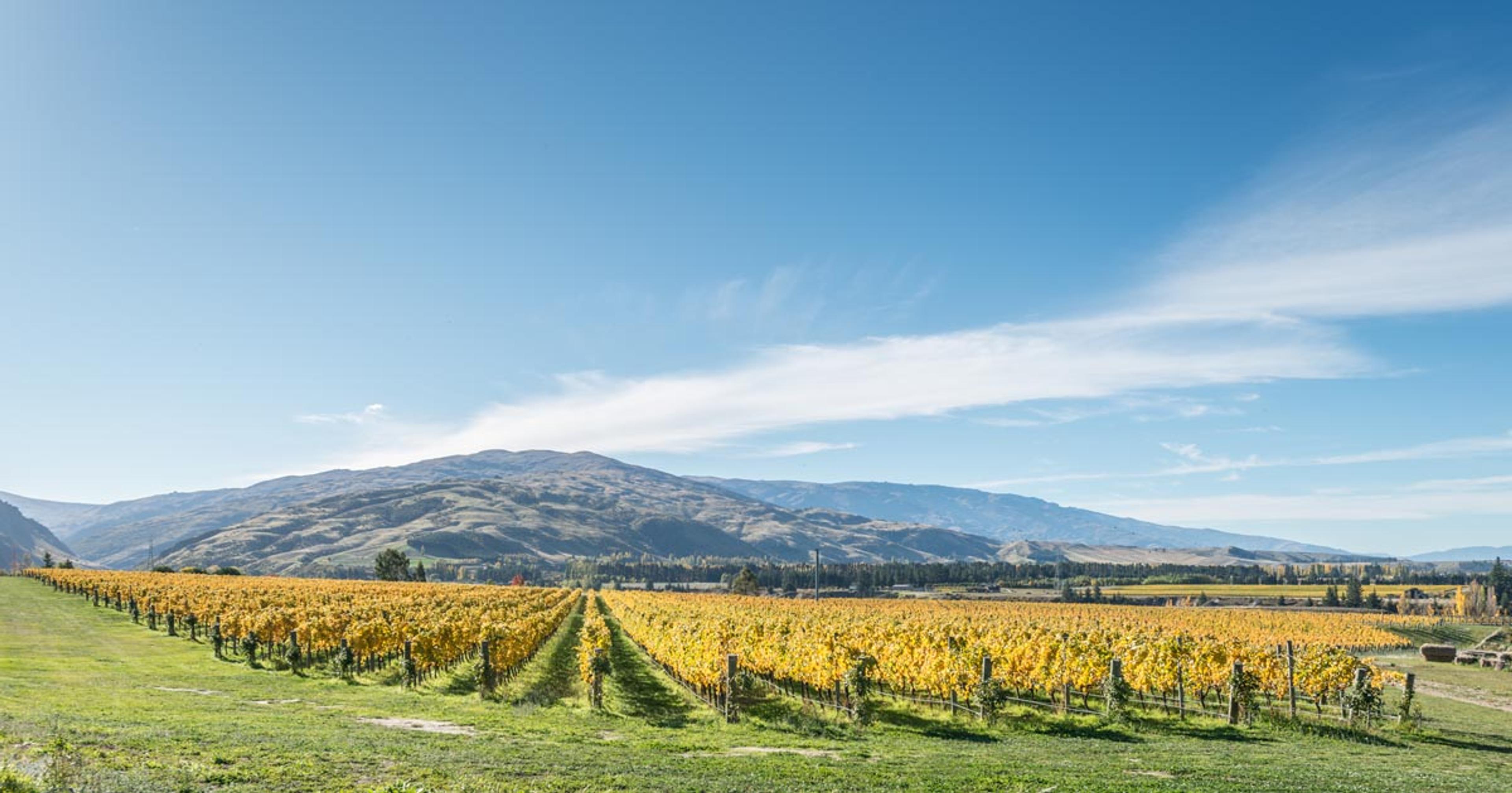 How Felton Road Chardonnay is crafting a Central Otago style