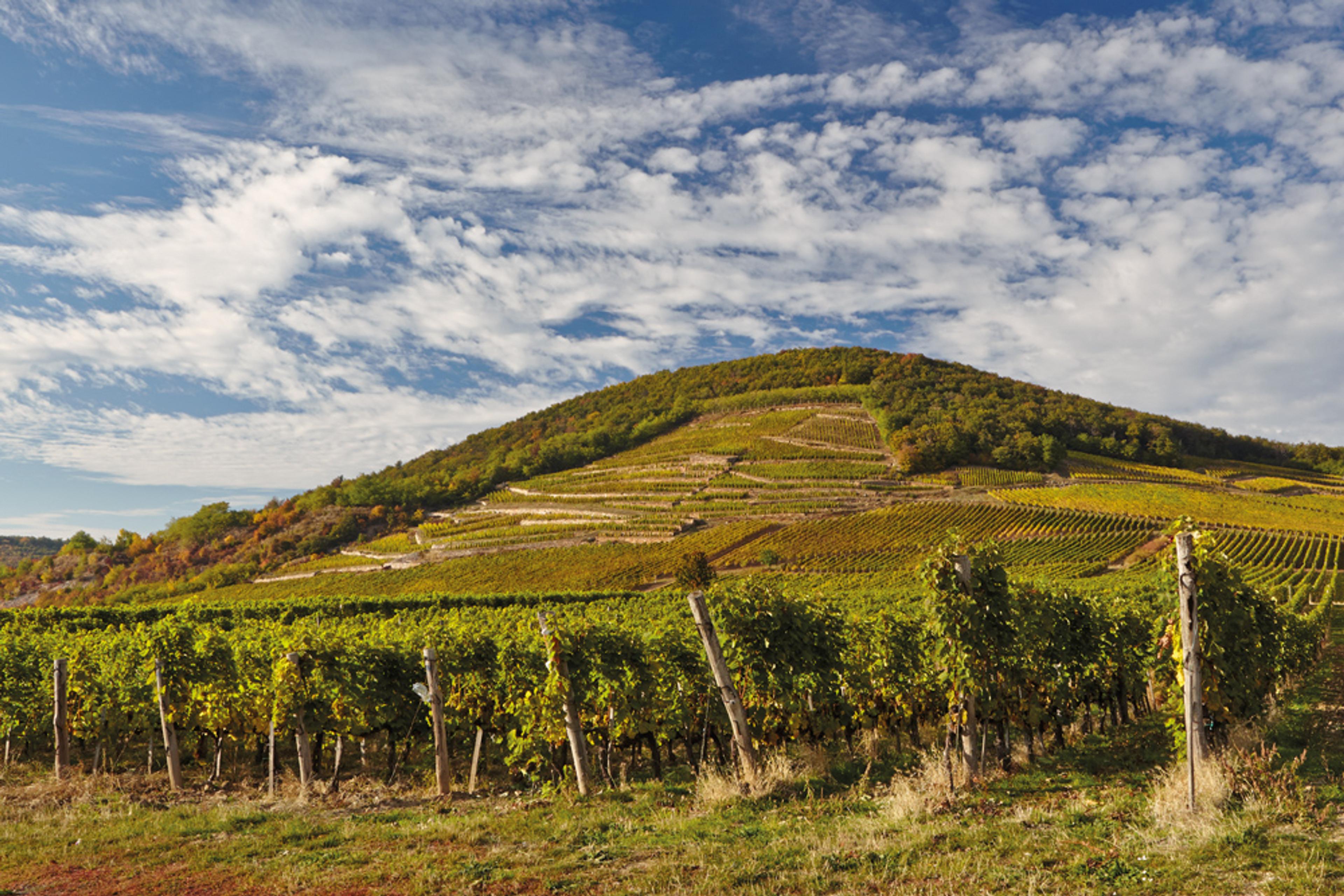 Caroline Gilby MW: It’s time to pay attention to Furmint