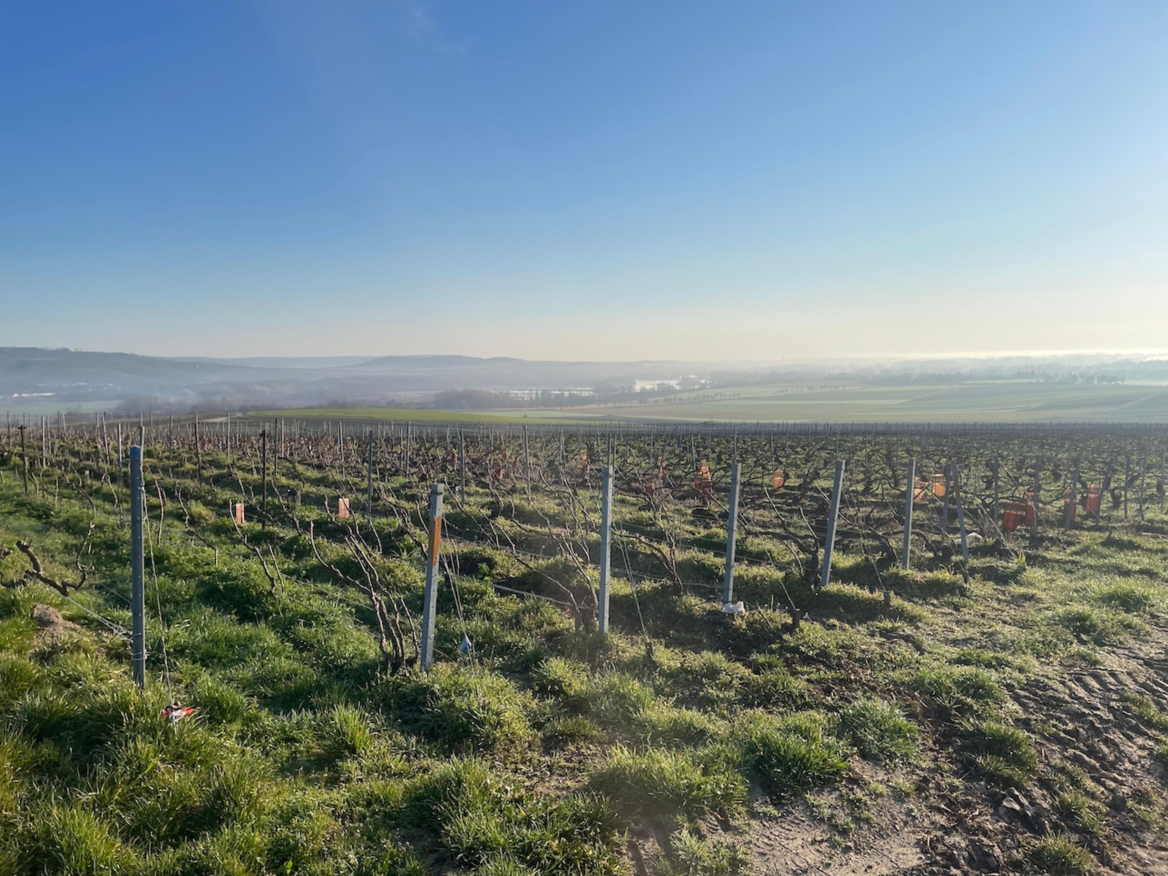 Warmer, riper, different: chefs de caves on Champagne's new reality