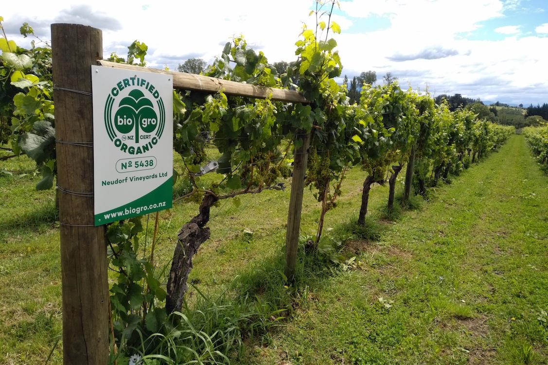 Re-Trunking: rejuvenation and preservation at Neudorf, Nelson