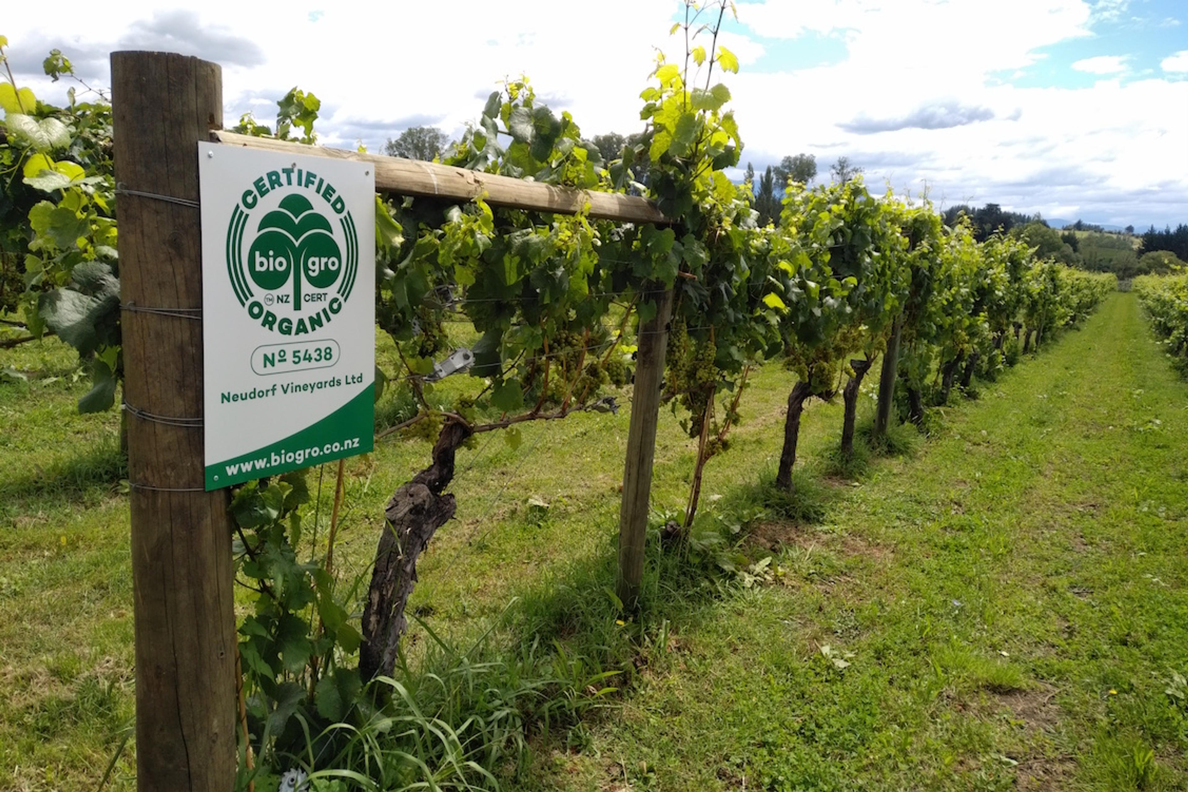Re-Trunking: rejuvenation and preservation at Neudorf, Nelson