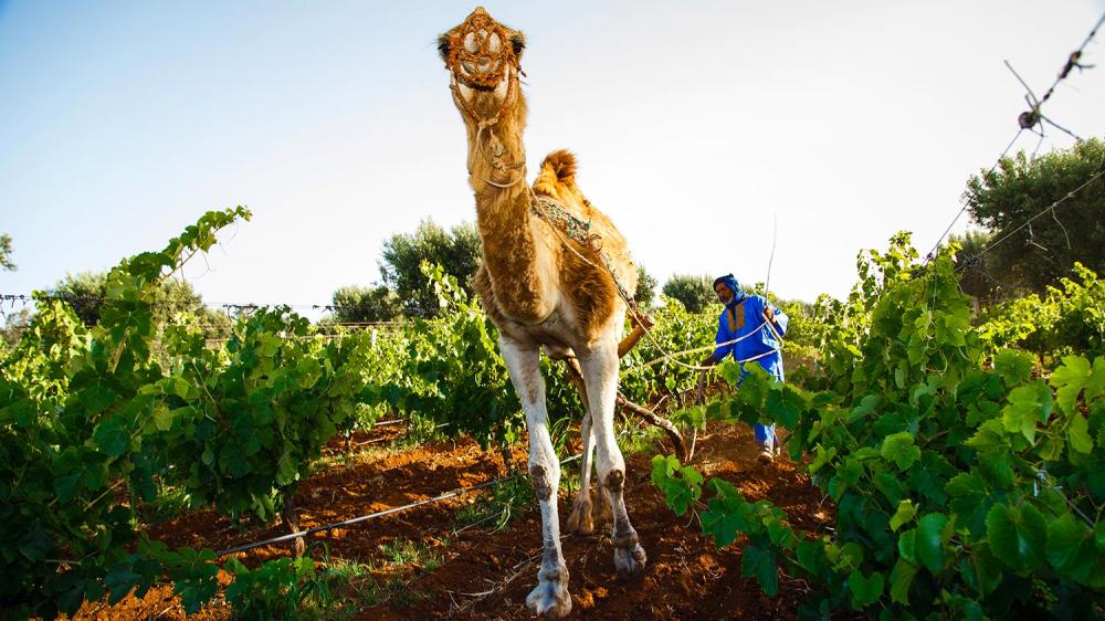 Roger Jones on the road to Morocco in search of quality wines