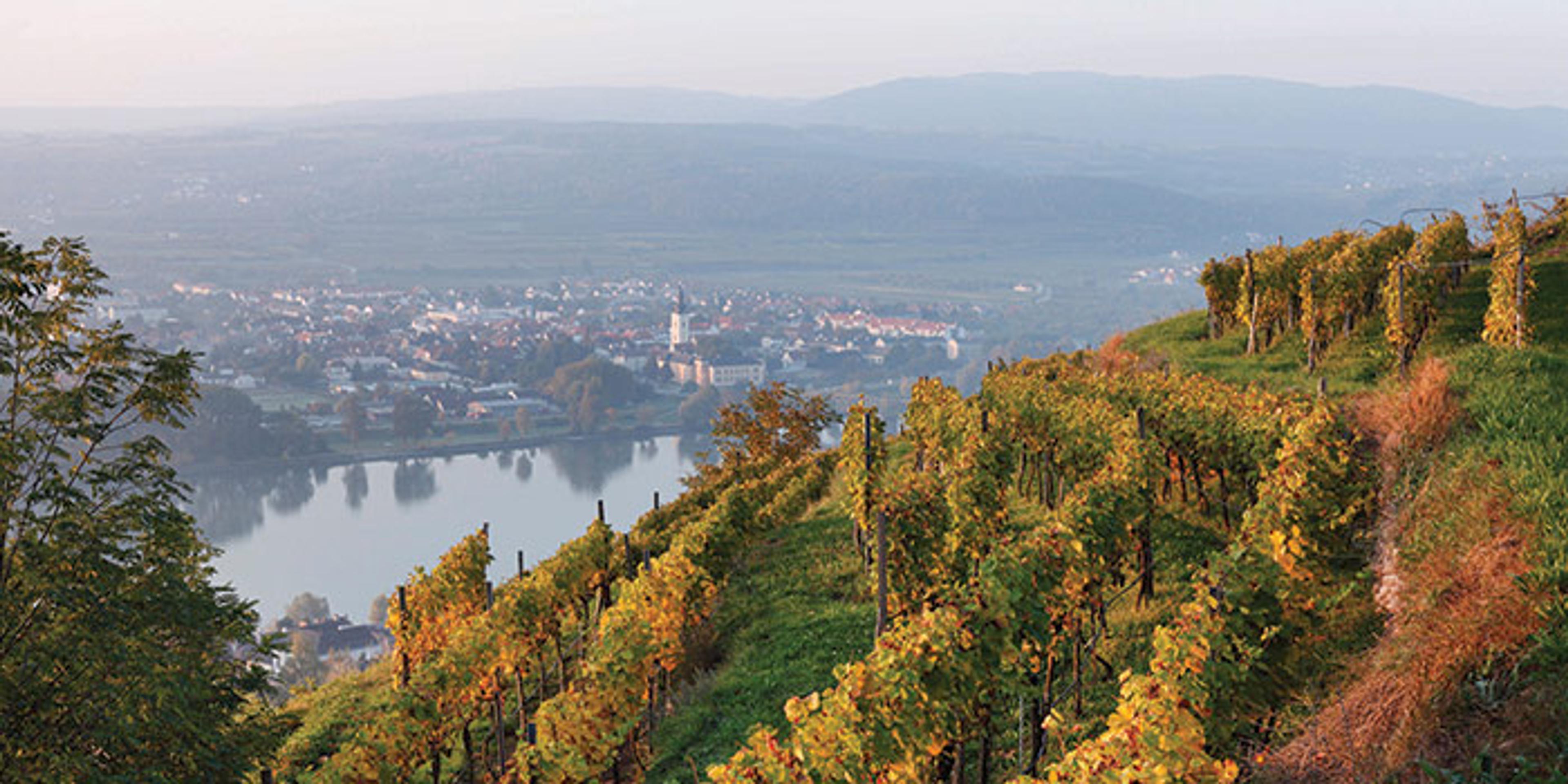 Why Blaufränkisch is in vogue – all the way down the Danube