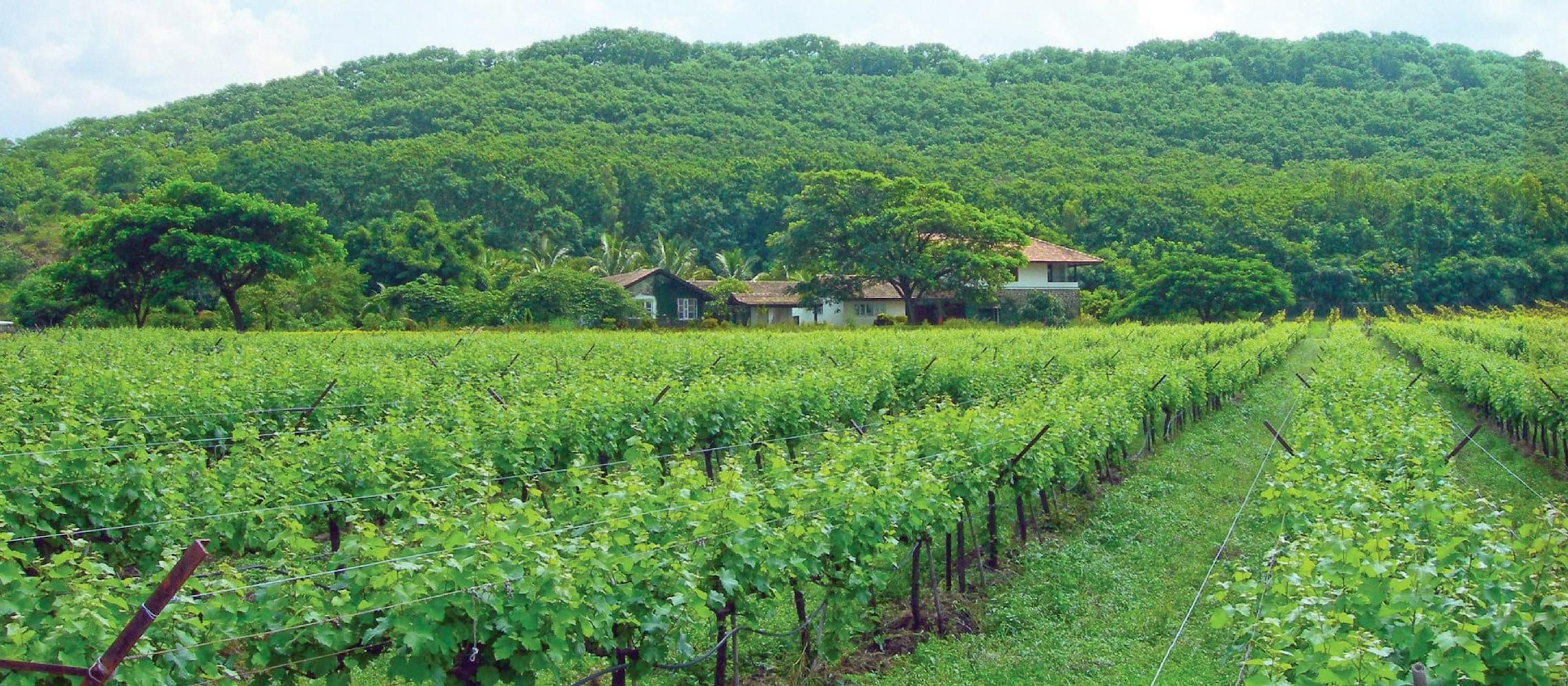 Wines In India hopes to help producers break into the UK
