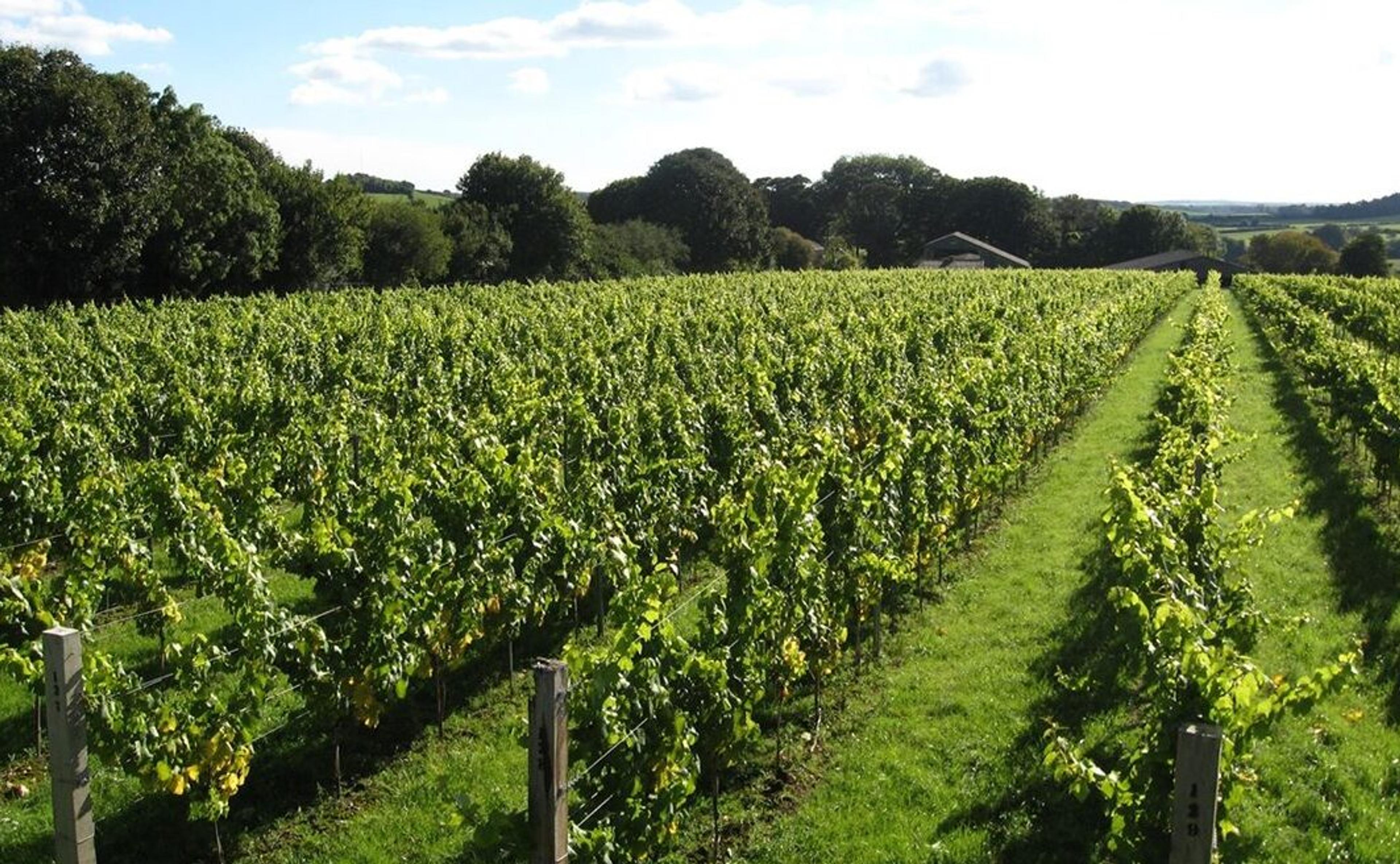 Discover ‘New England’ sparkling: 4 counties, 4 wineries, 4 wines