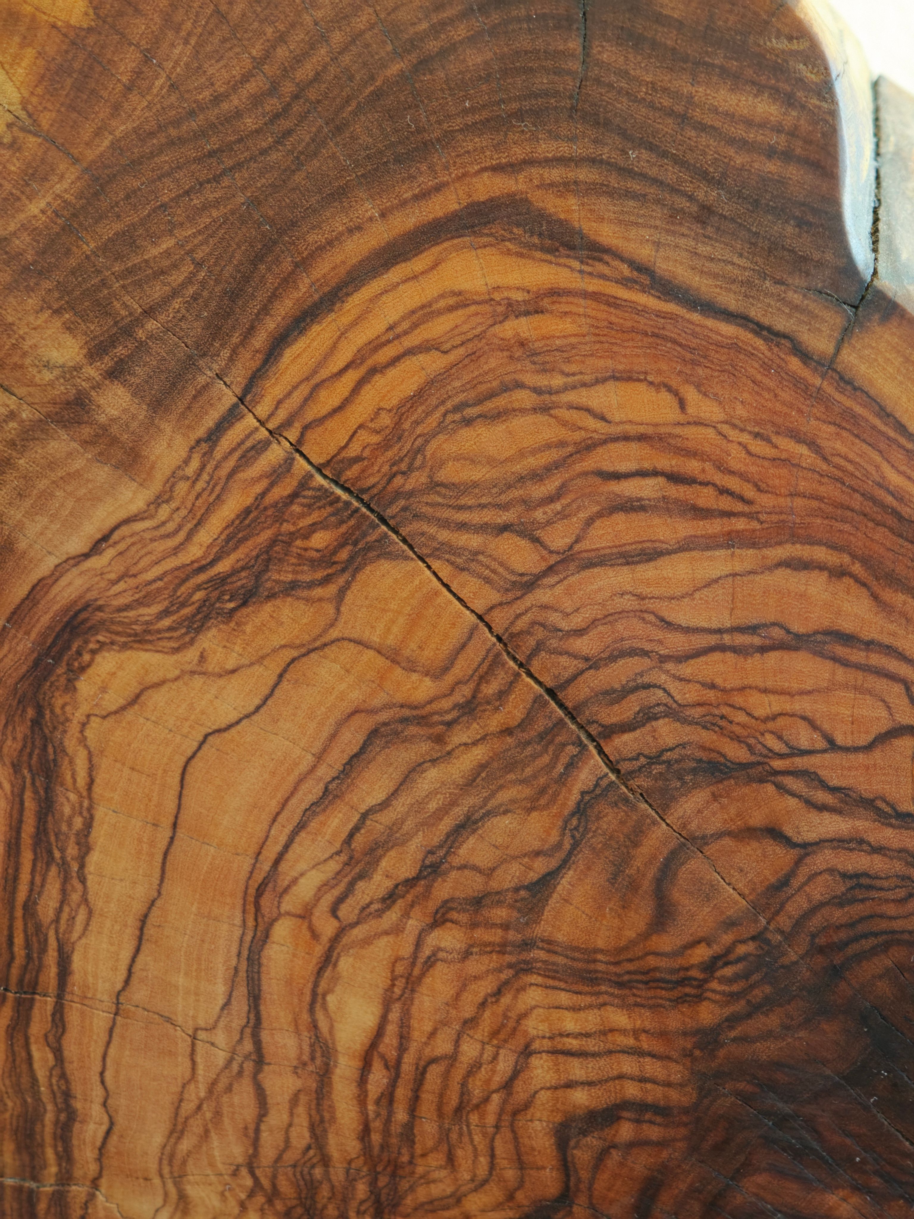Large veined olive tree — Thumbnail