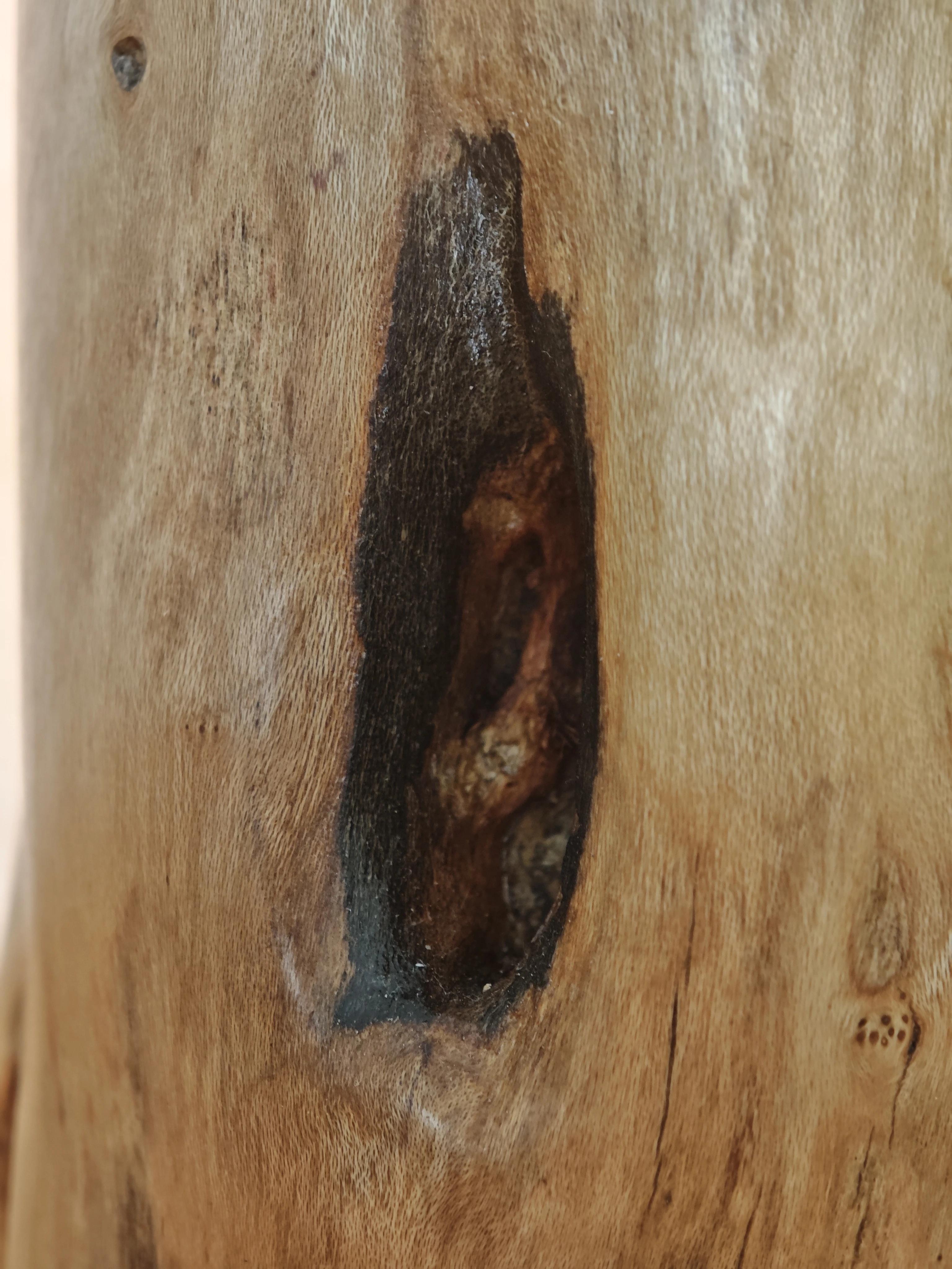 Eucalyptus bulb — Thumbnail