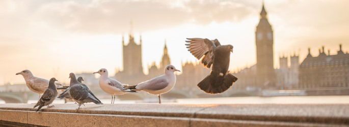 9 Famous Novels to Help You Understand London