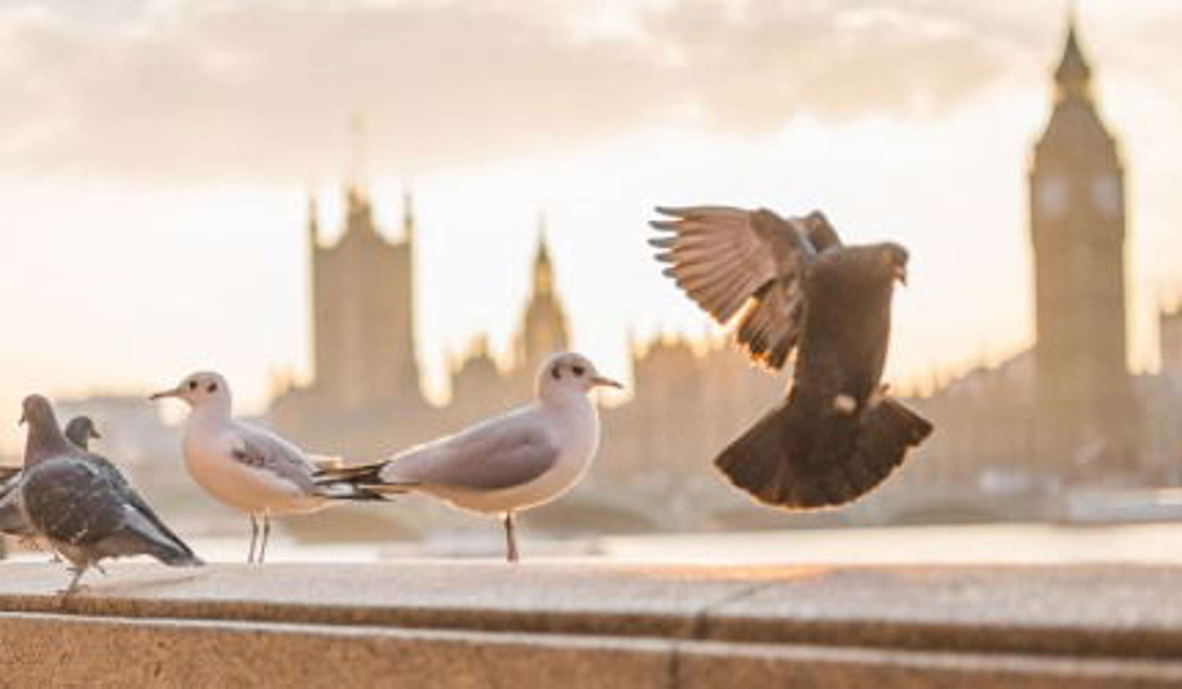 9 Famous Novels to Help You Understand London