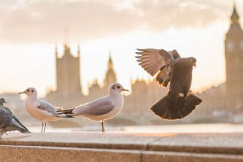 9 Famous Novels to Help You Understand London