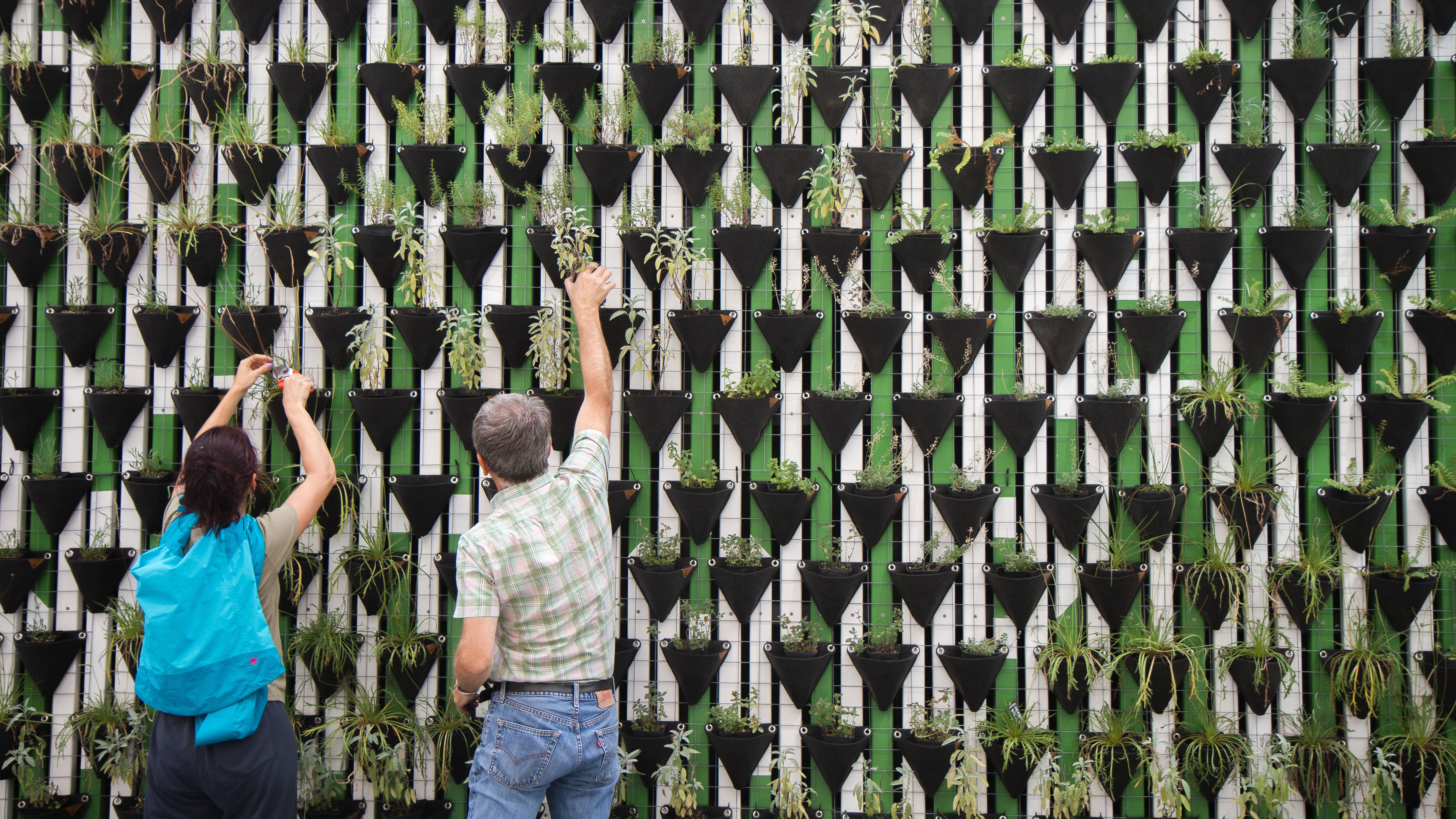 A man and a woman are tending to plants on a living wall that stretches to twice their height