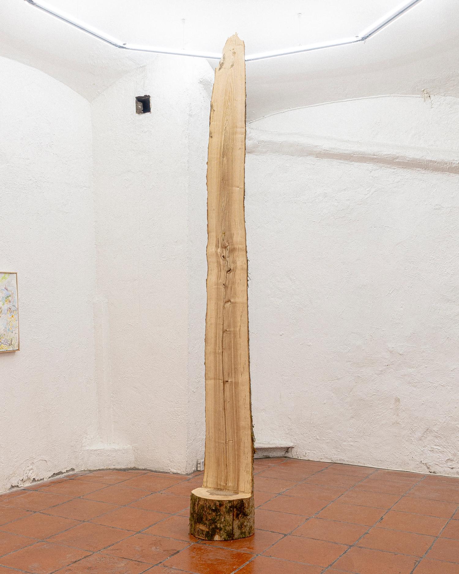 Prekestol (barber chair tree)