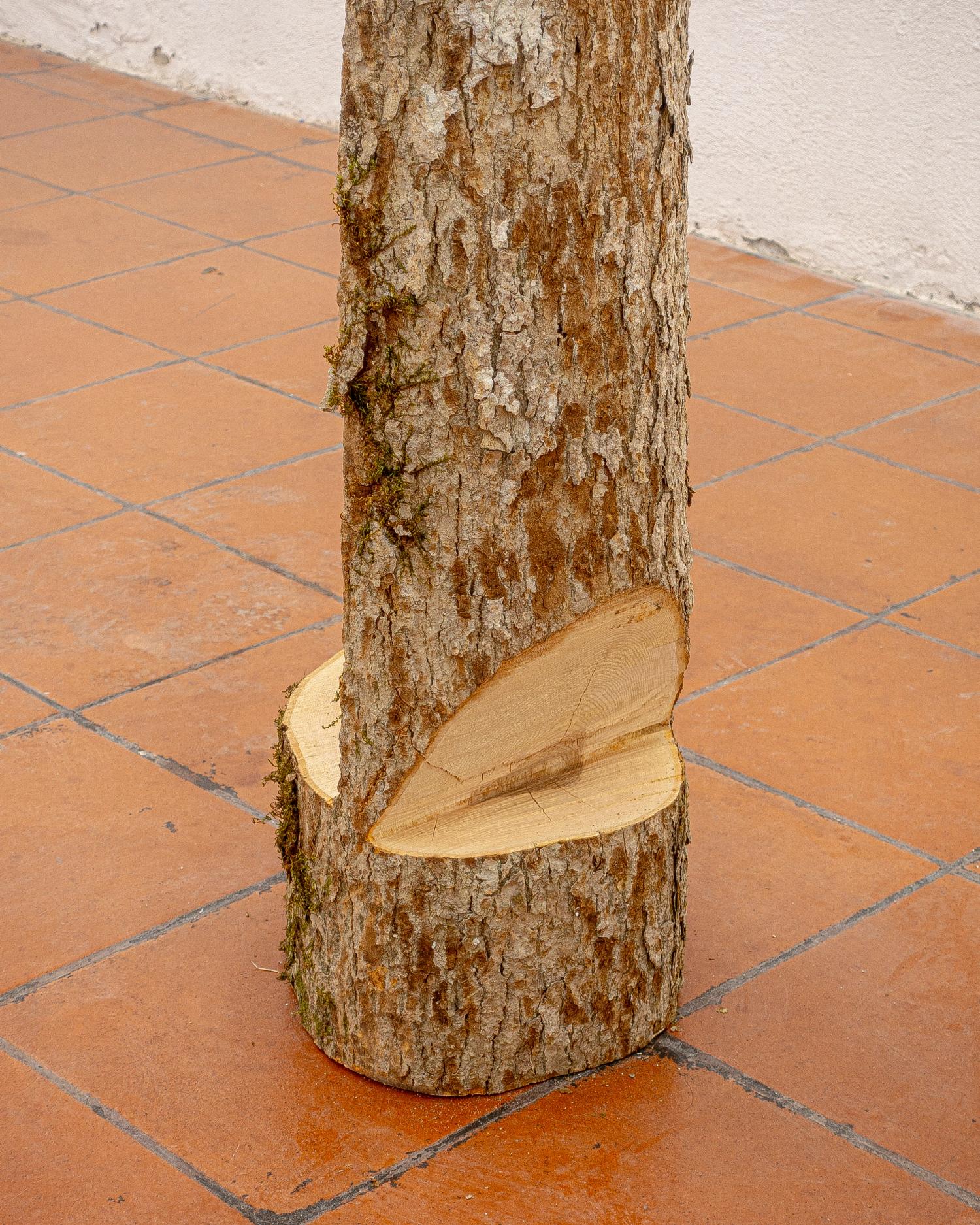 Prekestol (barber chair tree)