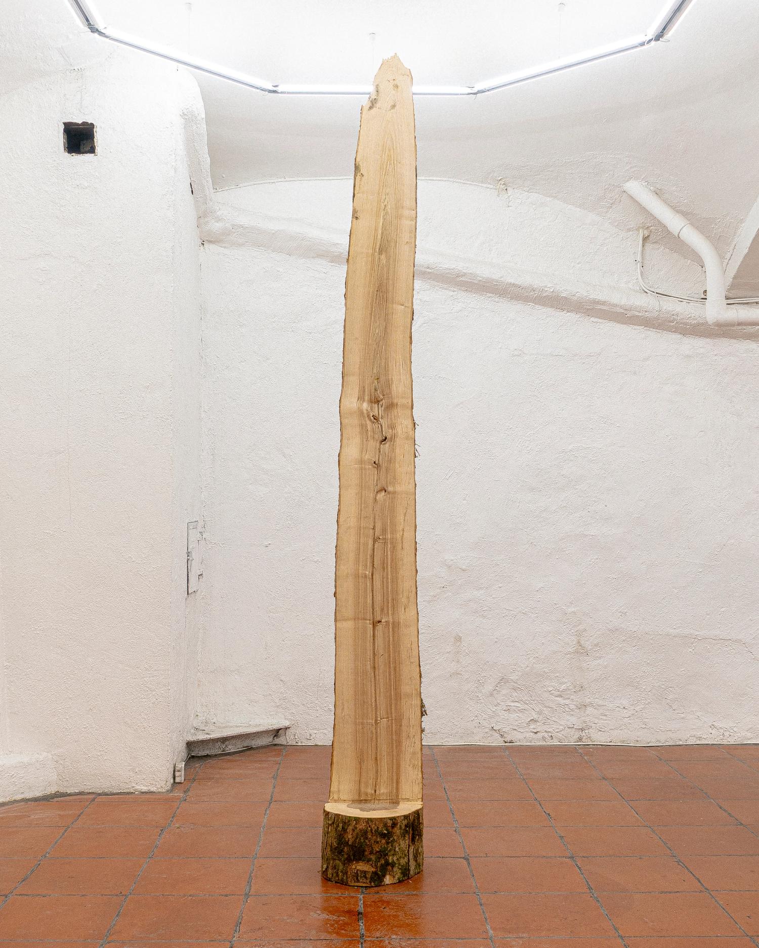 Prekestol (barber chair tree)