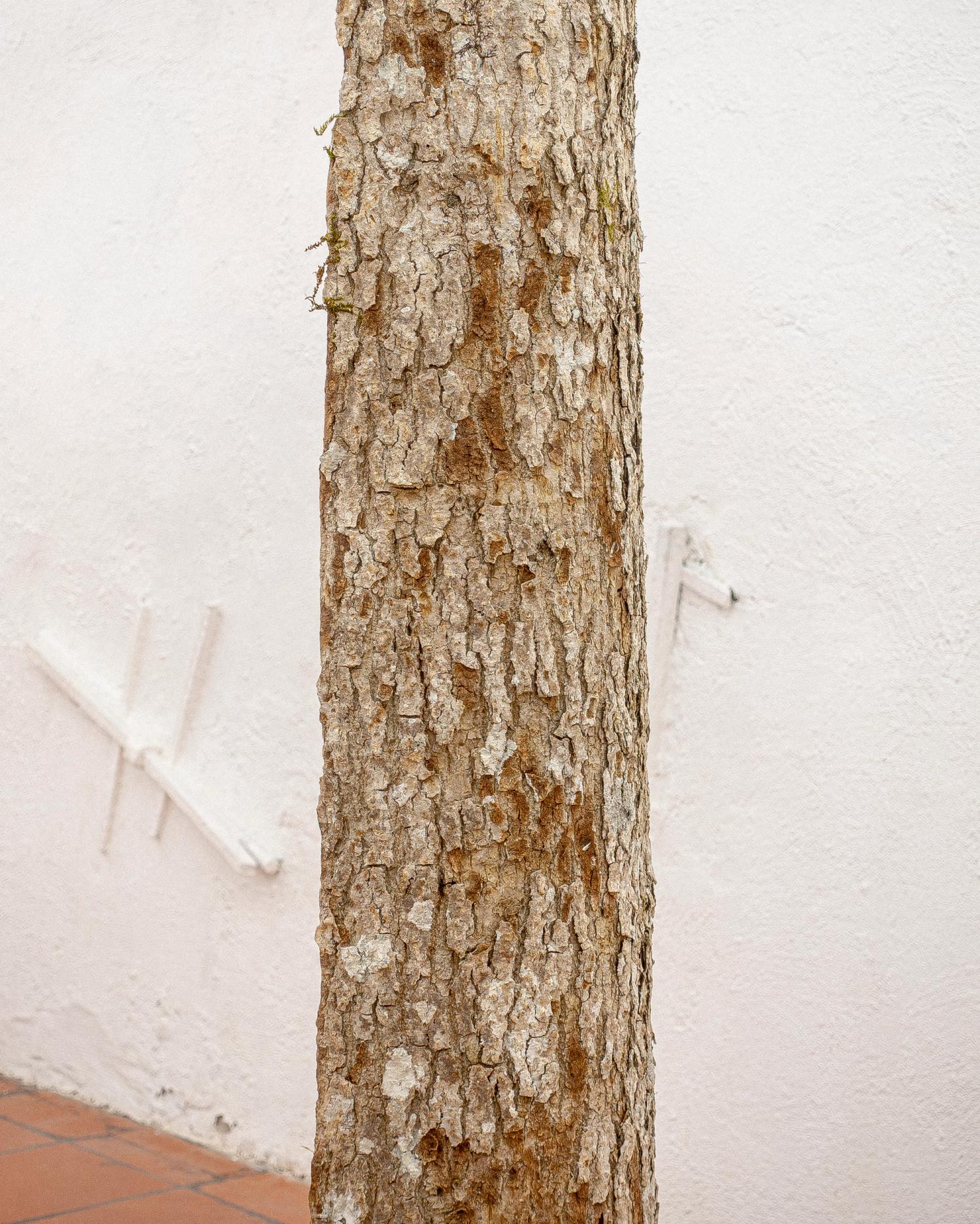 Prekestol (barber chair tree)