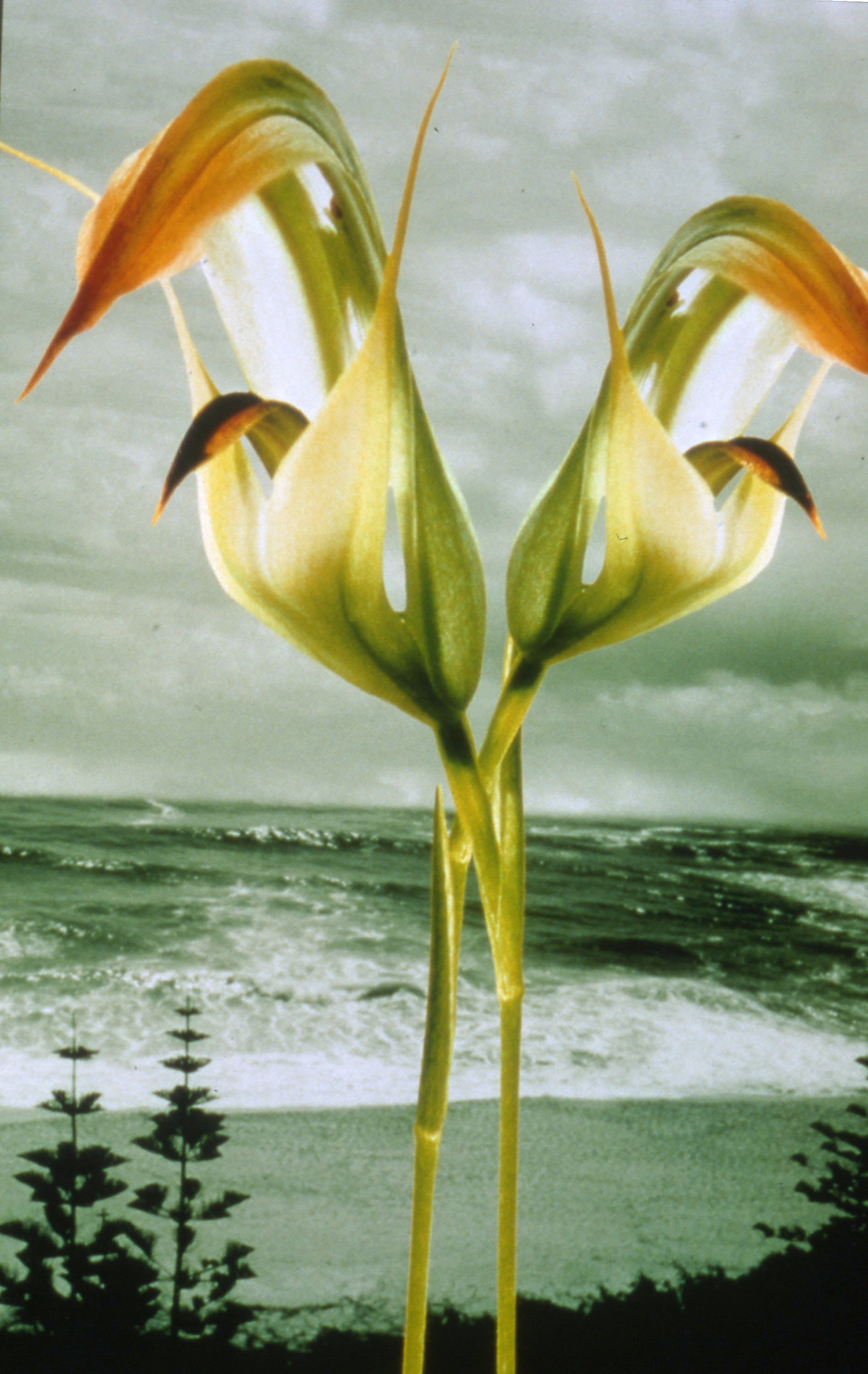 Robyn Stacey, Green Surrender, 2000, c-type print. Courtesy of the artist