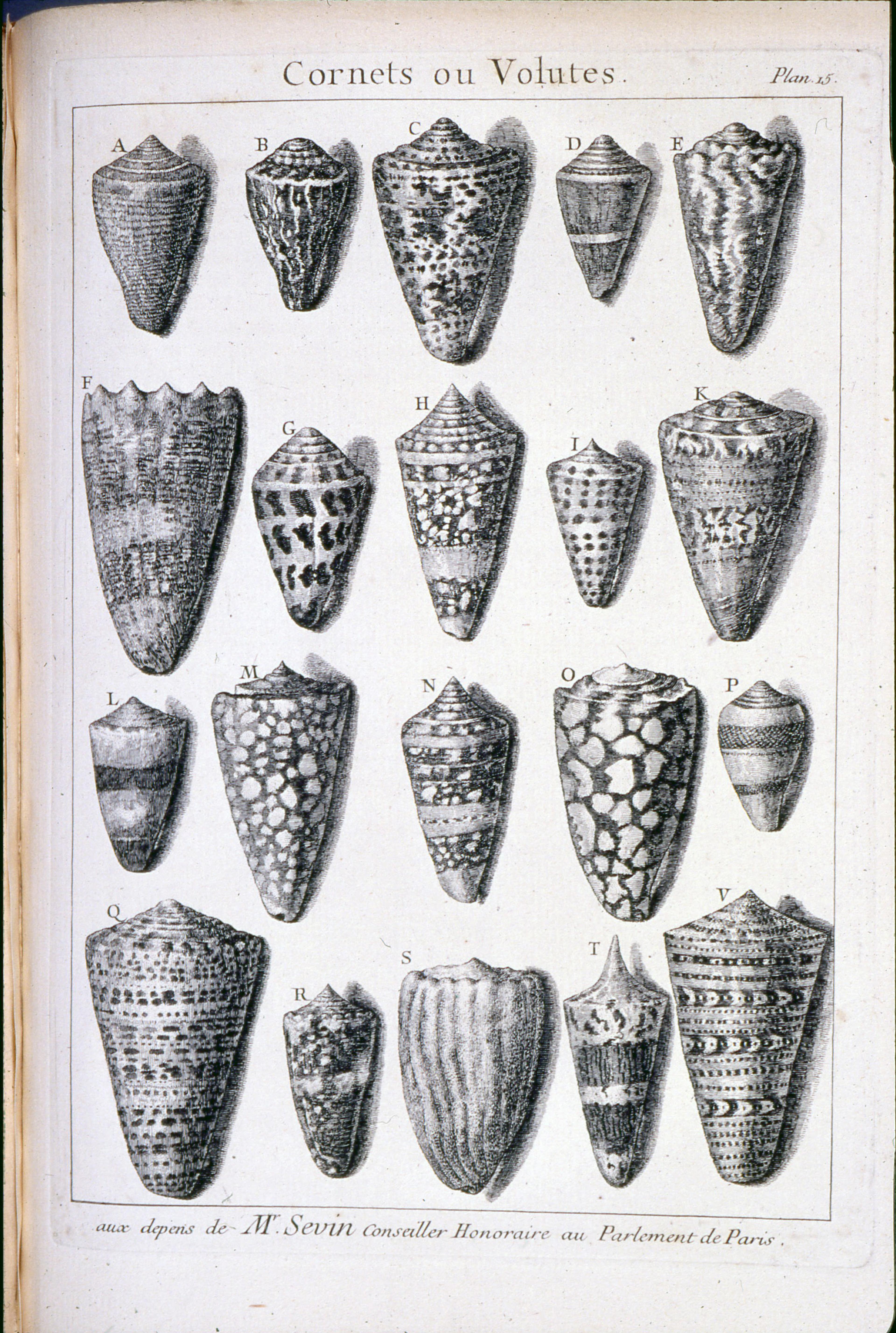 Antoine-Joseph Dézallier d’Argenville, L’histoire naturelle éclaircie dans deux de ses parties principals, la lithogie et la conchyliogie, 1742, illustrated book. Collection of the Institute of Geological Sciences Ltd, Wellington.