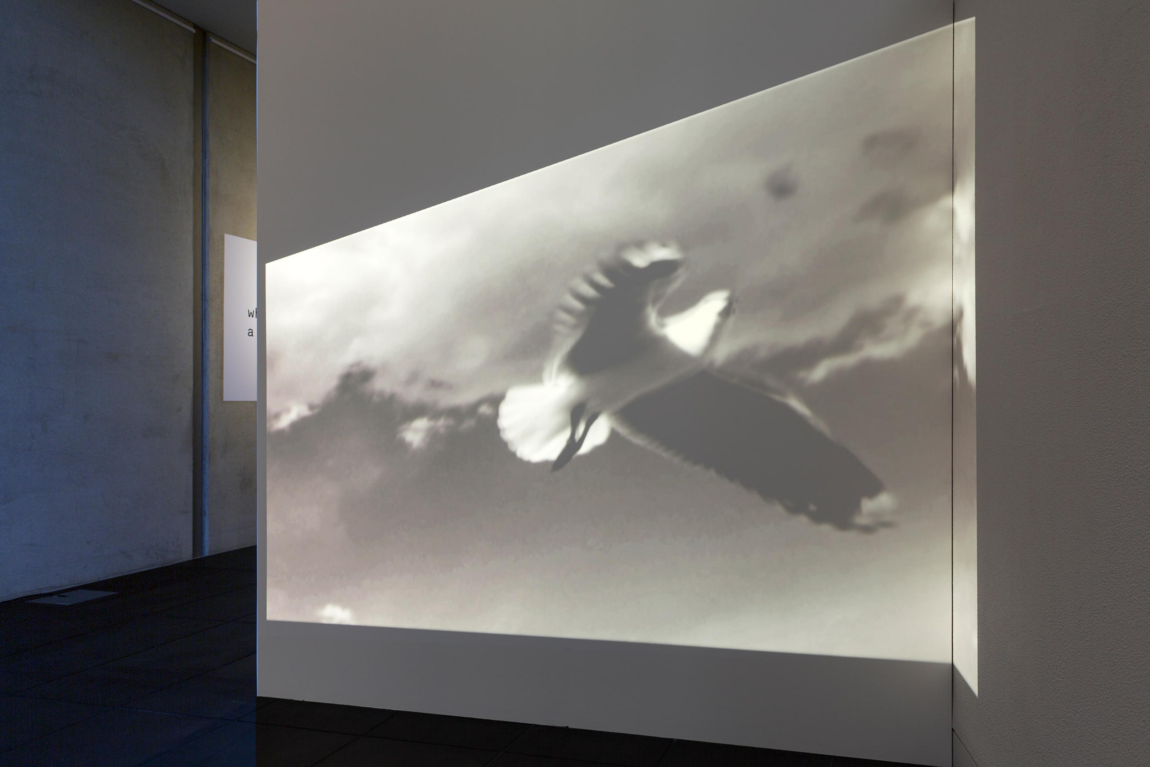 Kim Pieters, Halo (2010), digital video, audio by Edie Stevens, in the exhibition what is a life? kim Pieters at the Adam Art Gallery, Victoria University of Wellington (photo: Shaun Waugh)