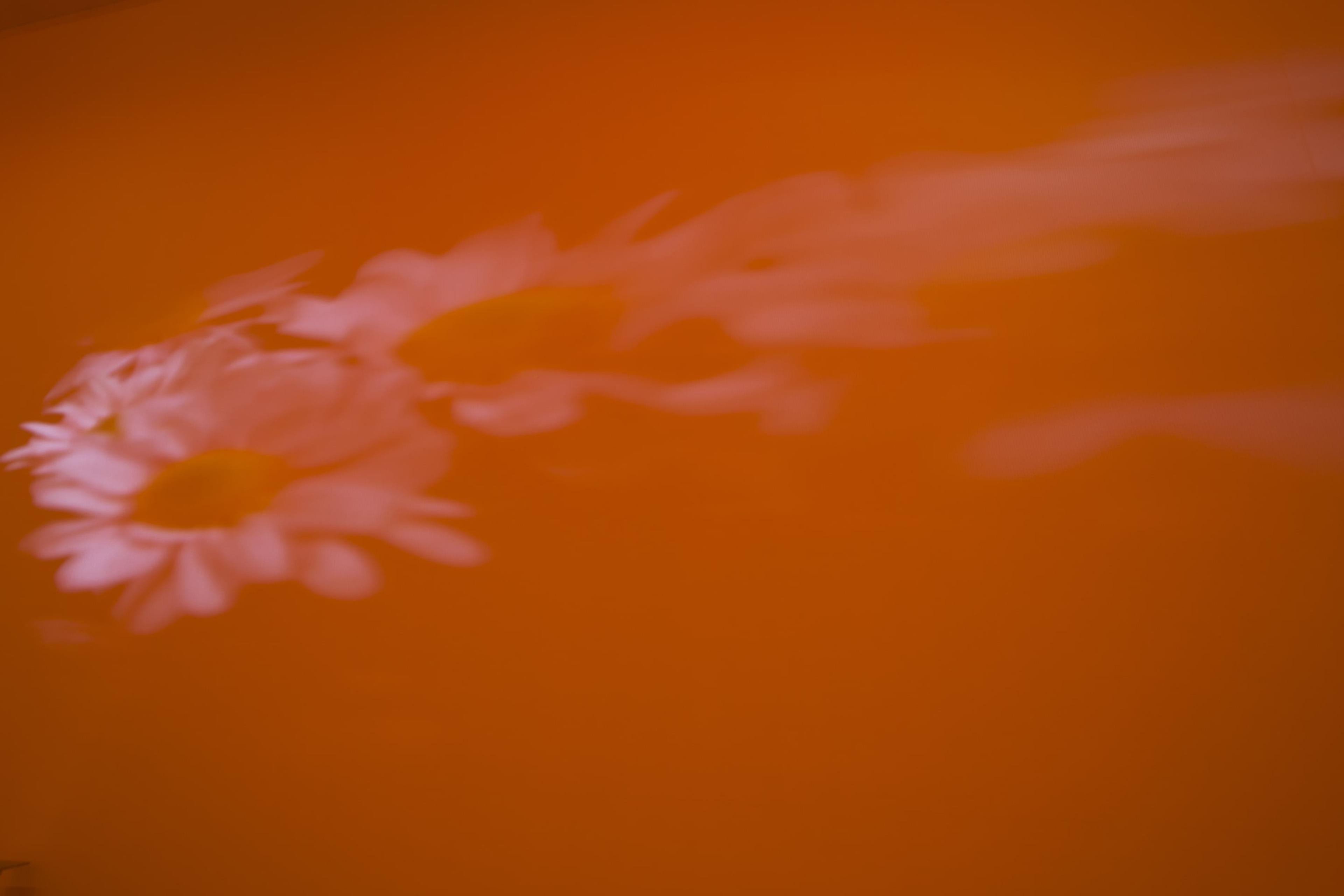 Diana Thater, installation view of Pink Daisies, Amber Room, 2003. Two video projectors, two Blu-Ray players, two Blu-Ray discs, Lee filters, existing architecture. Installation dimensions variable. Courtesy of the artist. Photo: Shaun Waugh