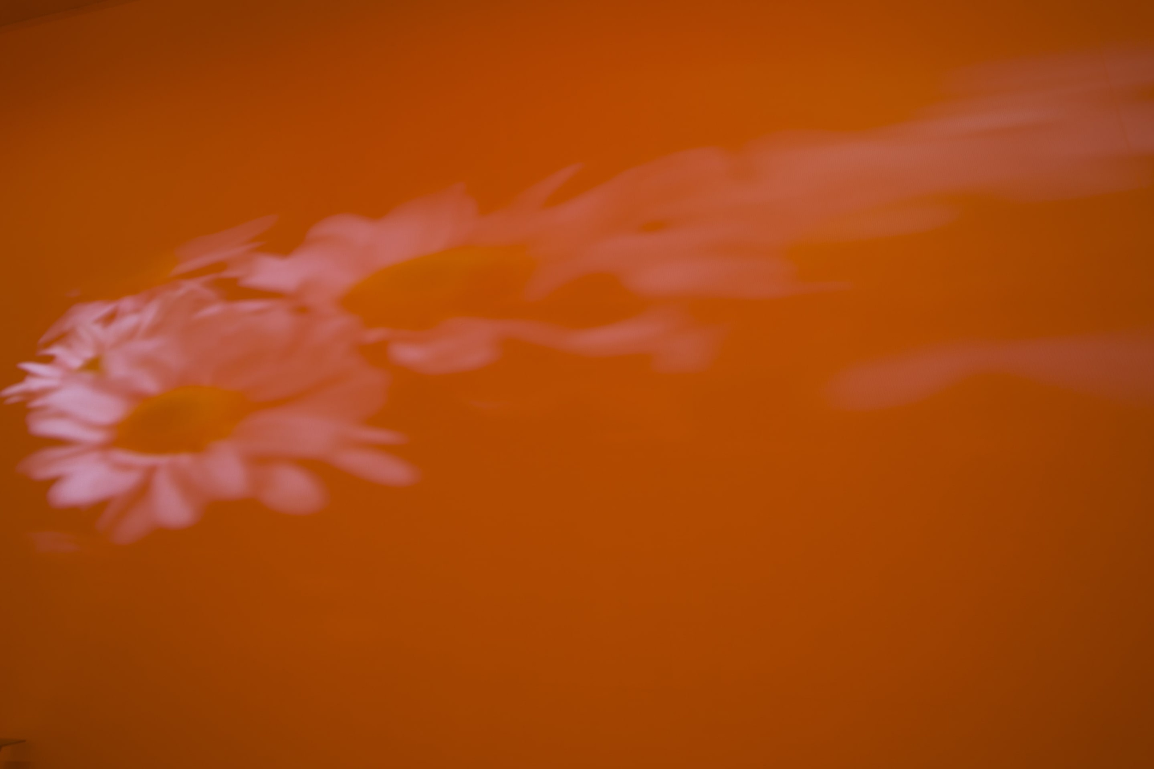 Diana Thater, installation view of Pink Daisies, Amber Room, 2003. Two video projectors, two Blu-Ray players, two Blu-Ray discs, Lee filters, existing architecture. Installation dimensions variable. Courtesy of the artist. Photo: Shaun Waugh