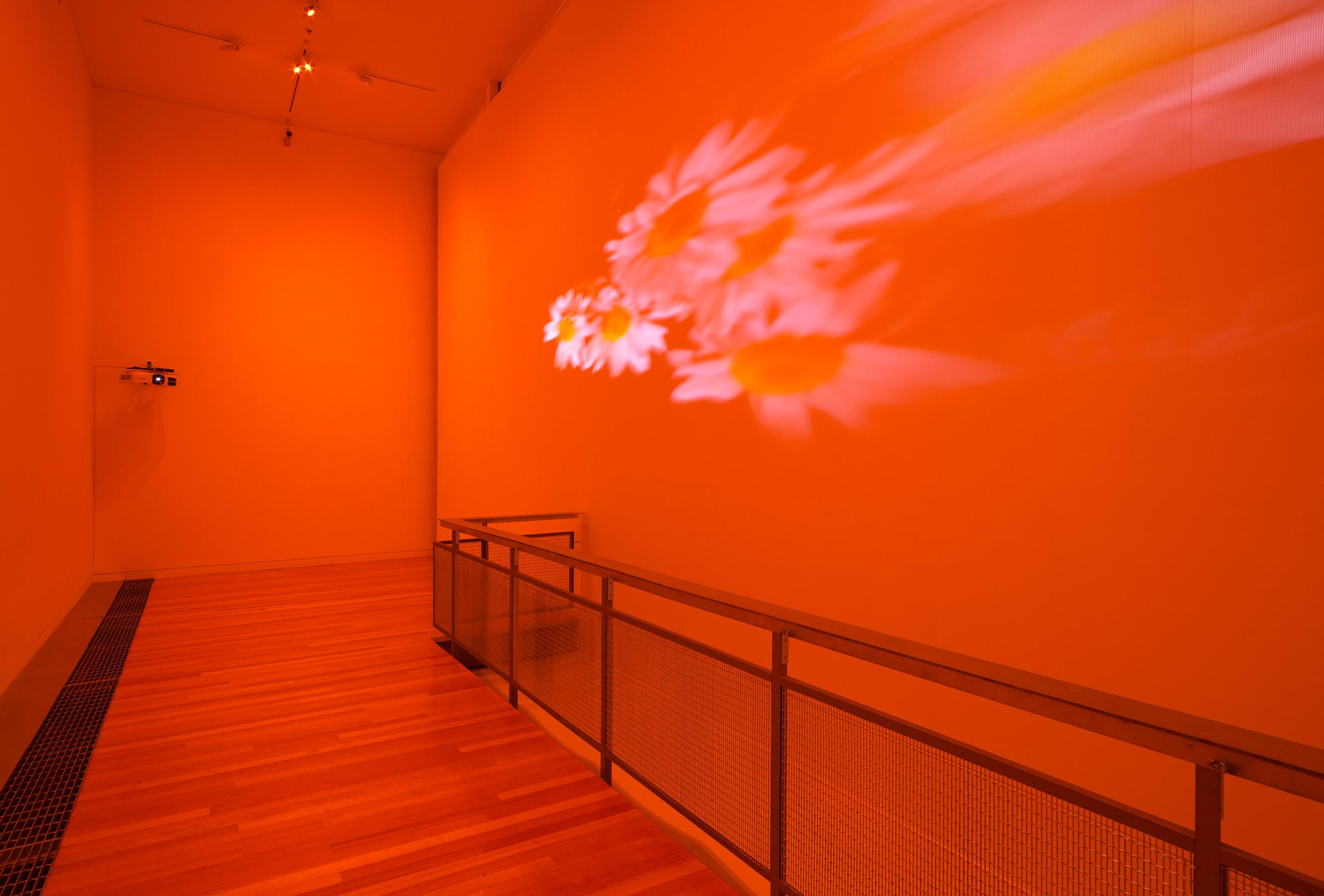 Diana Thater, installation view of Pink Daisies, Amber Room, 2003. Two video projectors, two Blu-Ray players, two Blu-Ray discs, Lee filters, existing architecture. Installation dimensions variable. Courtesy of the artist. Photo: Shaun Waugh.