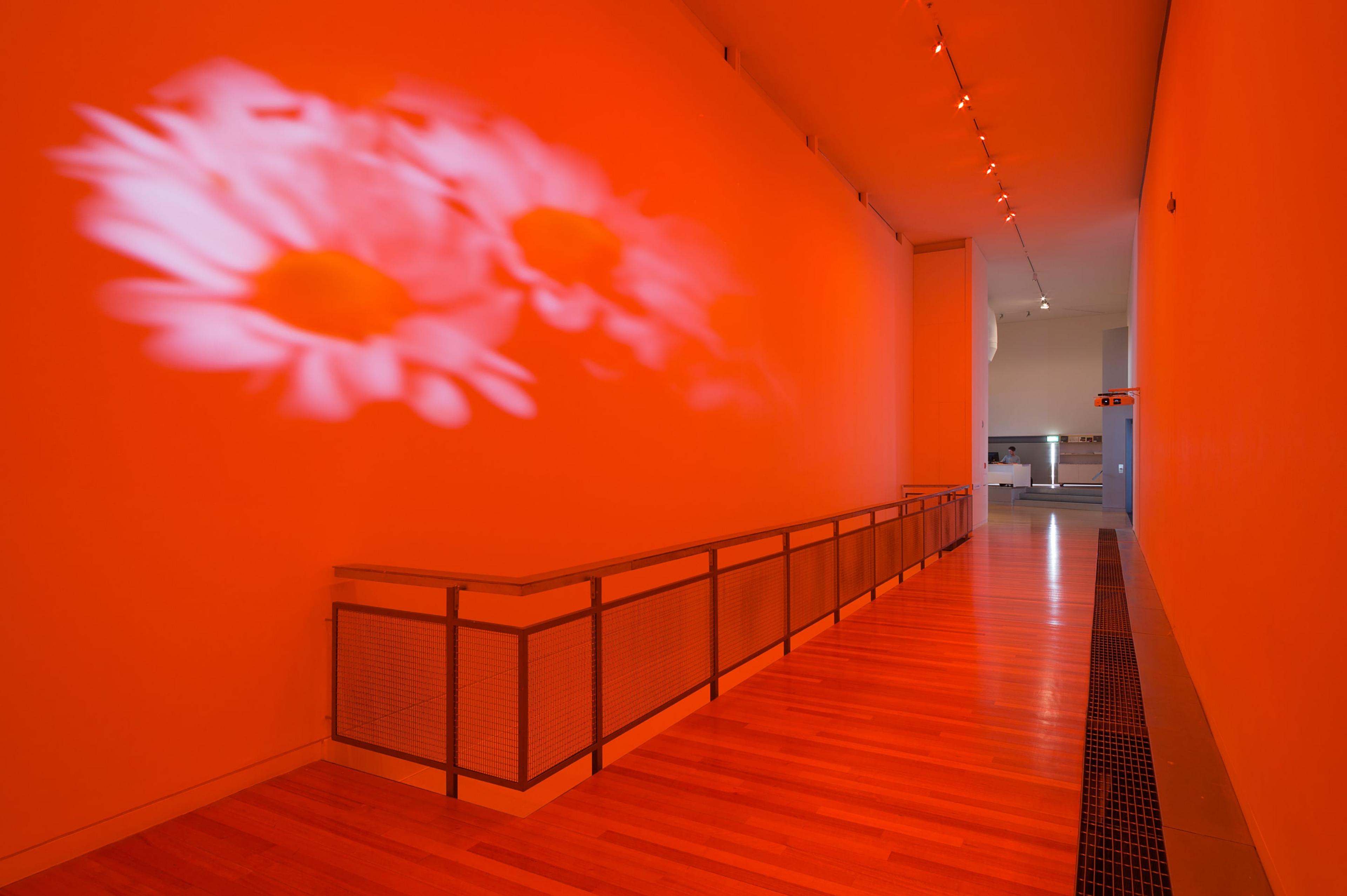 Diana Thater, installation view of Pink Daisies, Amber Room, 2003. Two video projectors, two Blu-Ray players, two Blu-Ray discs, Lee filters, existing architecture. Installation dimensions variable. Courtesy of the artist. Photo: Shaun Waugh.
