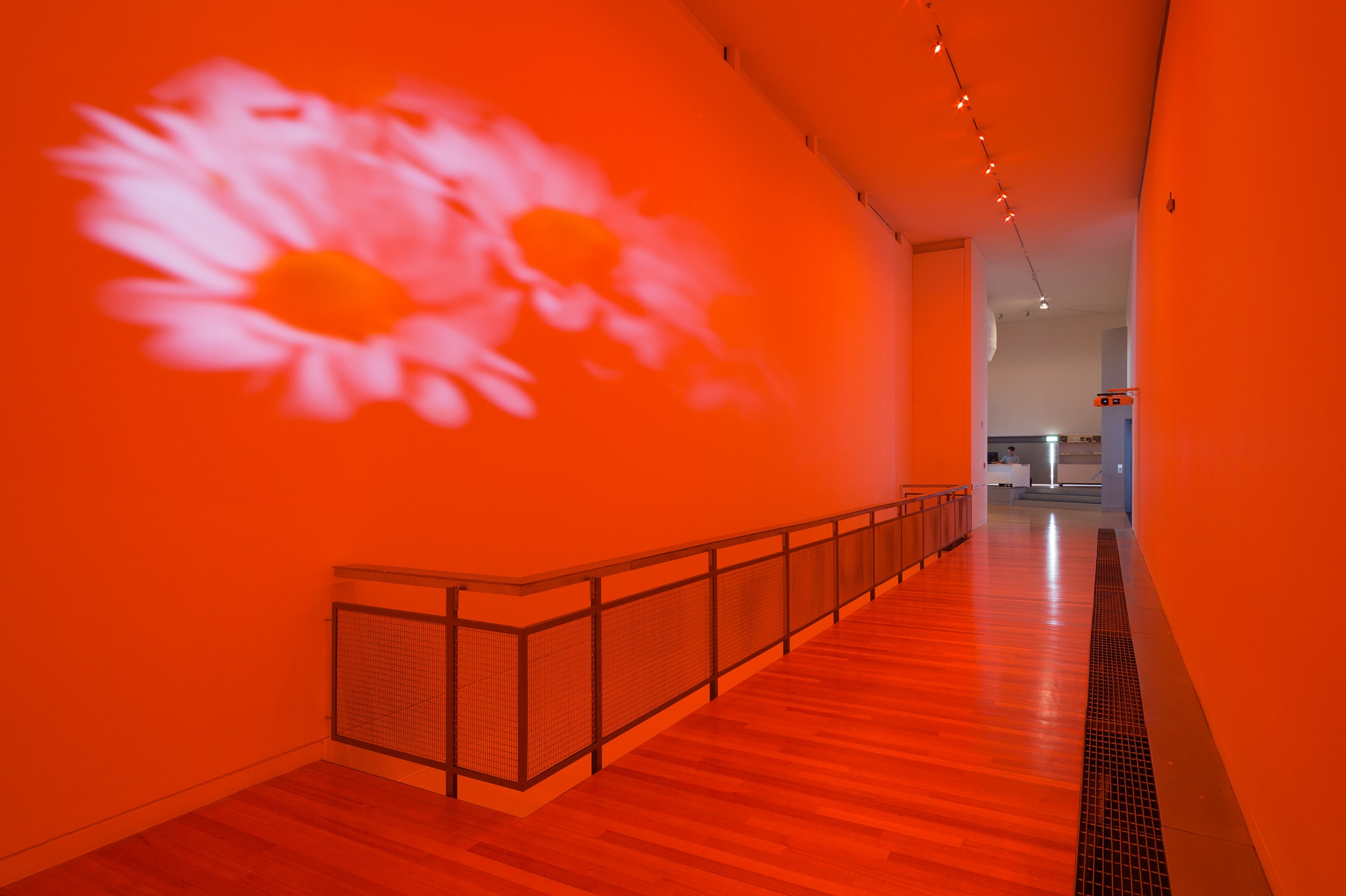 Diana Thater, installation view of Pink Daisies, Amber Room, 2003. Two video projectors, two Blu-Ray players, two Blu-Ray discs, Lee filters, existing architecture. Installation dimensions variable. Courtesy of the artist. Photo: Shaun Waugh.
