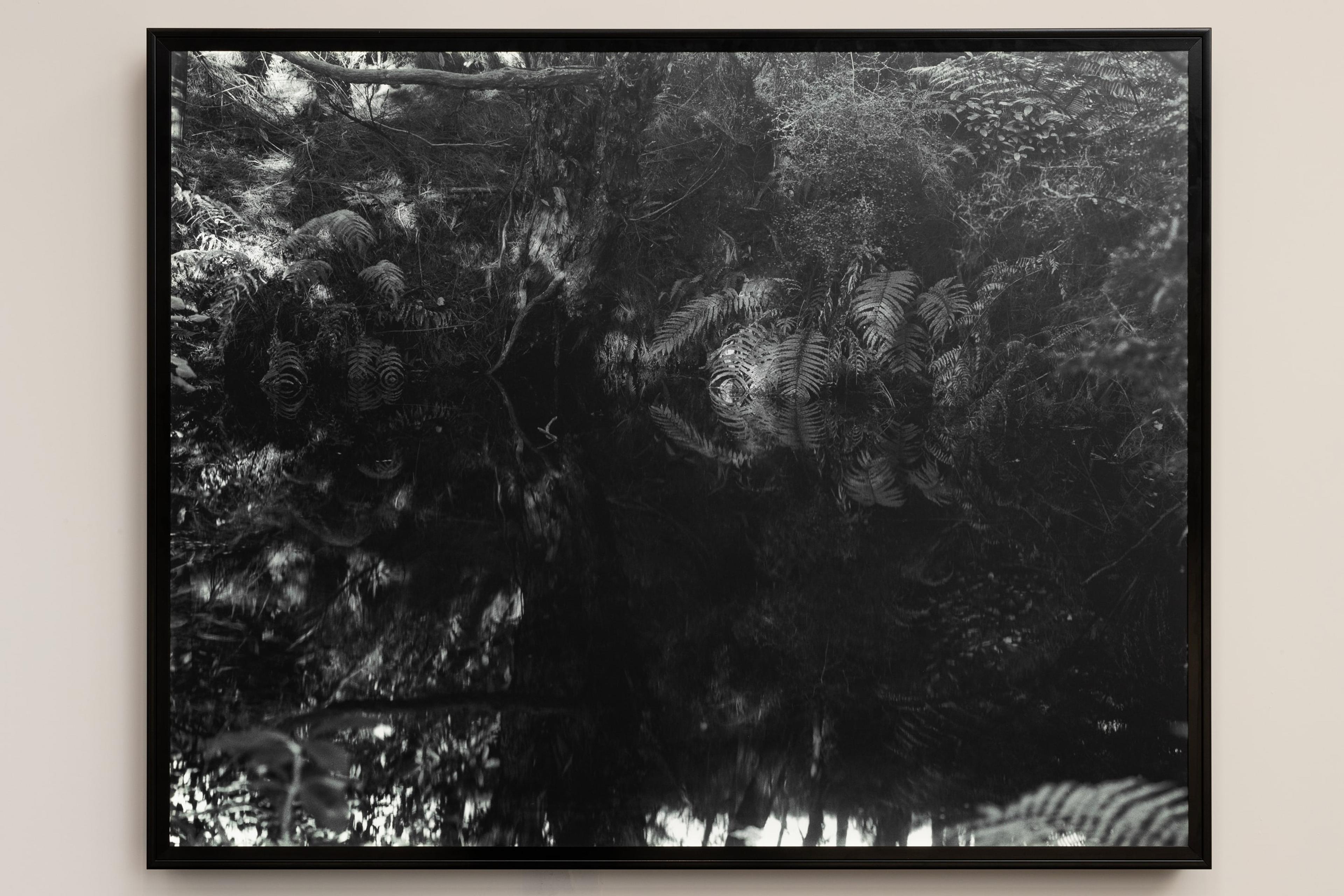 Natalie Robertson, Te Puna o Rangitauāki, Te Rimu, 2018, 4 × 5 transparency in lightbox, 790 × 1000 mm, courtesy of the artist and Waikato Museum Te Whare Taonga o Waikato, Hamilton. Installation view, Tēnei Ao Tūroa – This Enduring World, Te Pātaka Toi Adam Art Gallery, Victoria University Wellington. Photo: Ted Whitaker