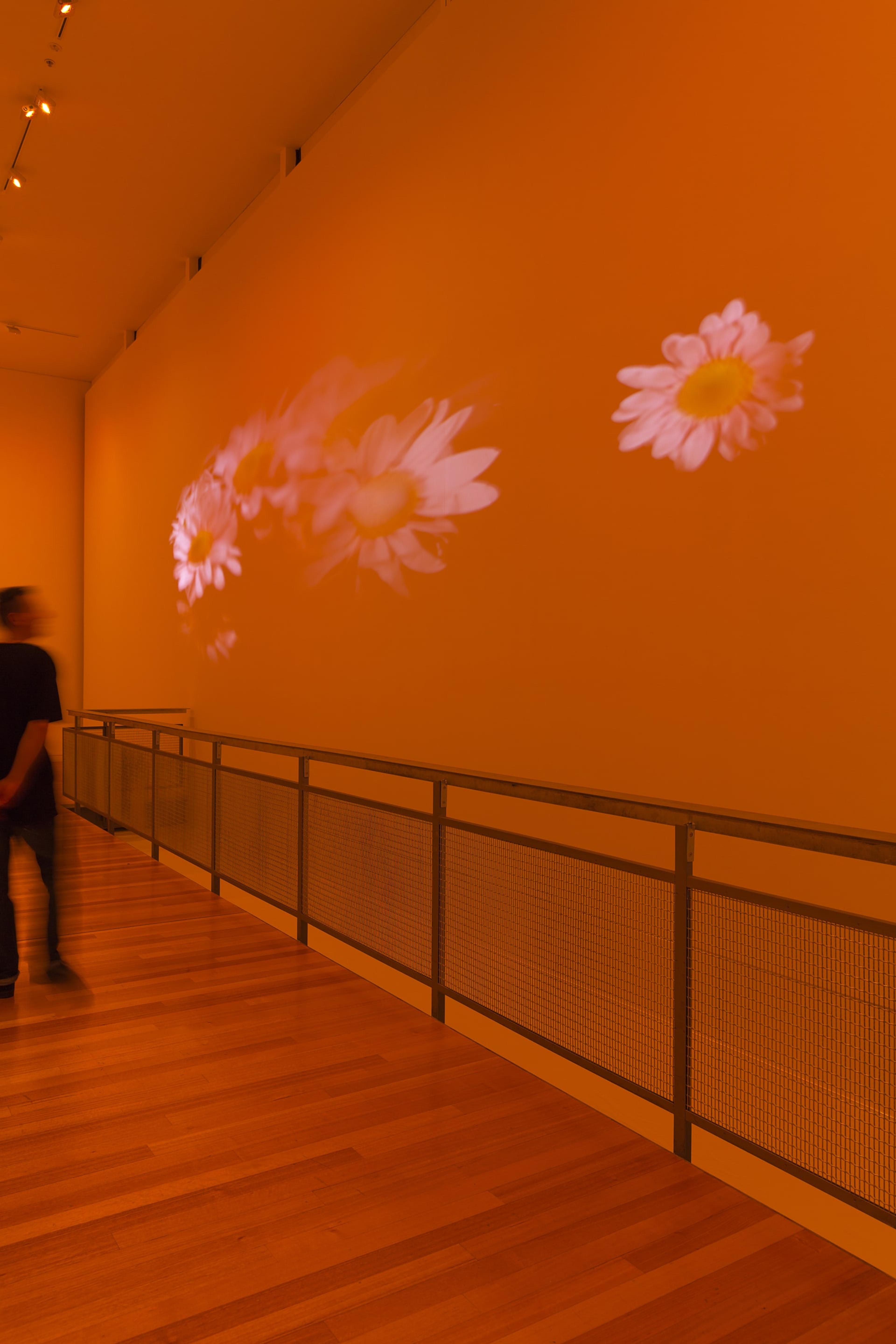 Diana Thater, installation view of Pink Daisies, Amber Room, 2003. Two video projectors, two Blu-Ray players, two Blu-Ray discs, Lee filters, existing architecture. Installation dimensions variable. Courtesy of the artist. Photo: Shaun Waugh.